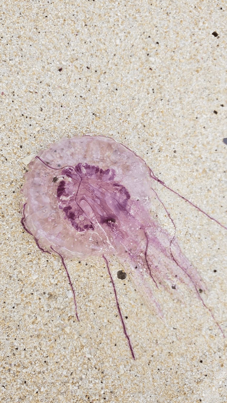 Trying to identify this specific type of jellyfish. Found on the shores of Lanikai on Oahu. r