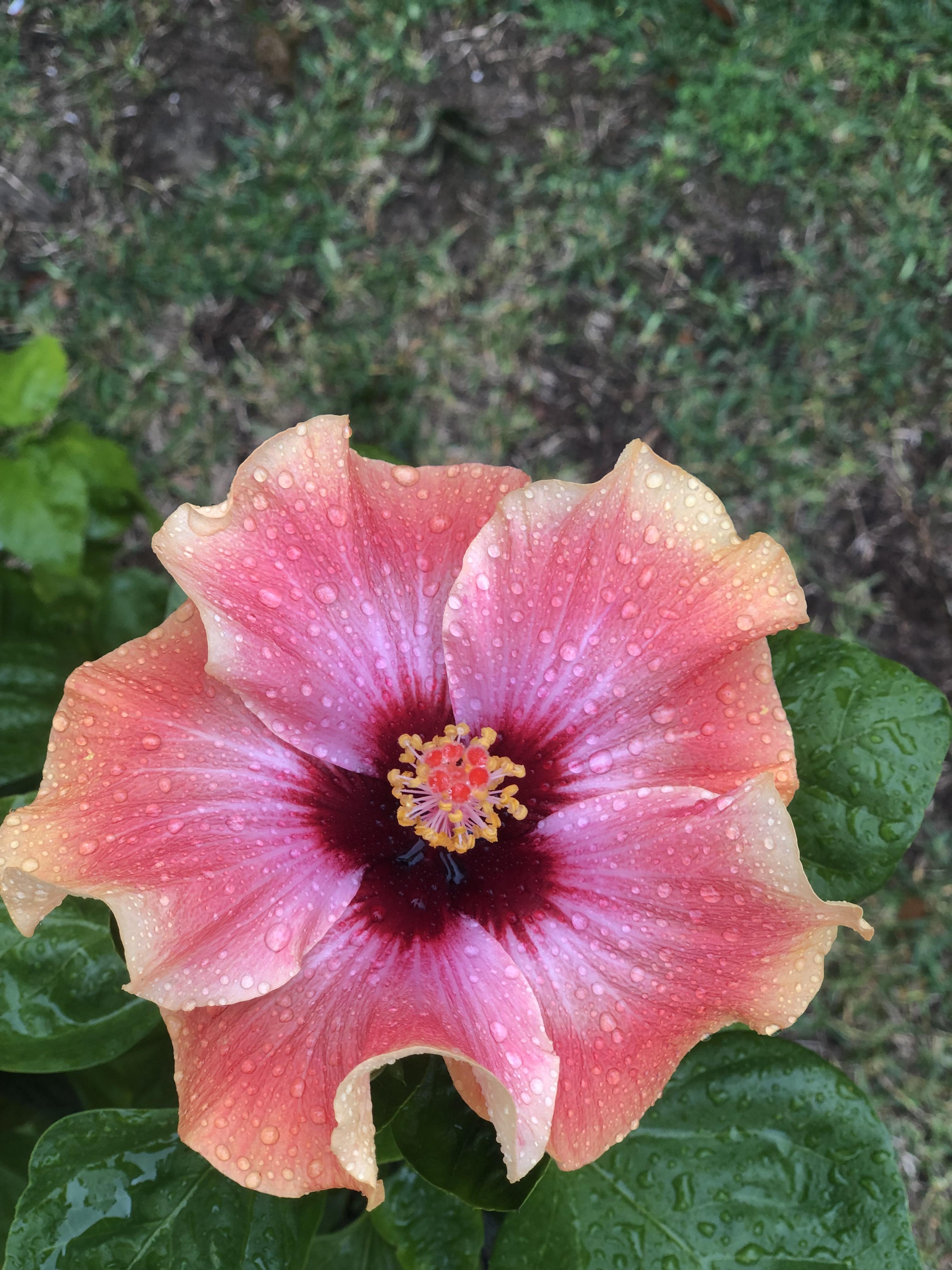 Candied Kiss Hibiscus after rain r/gardening