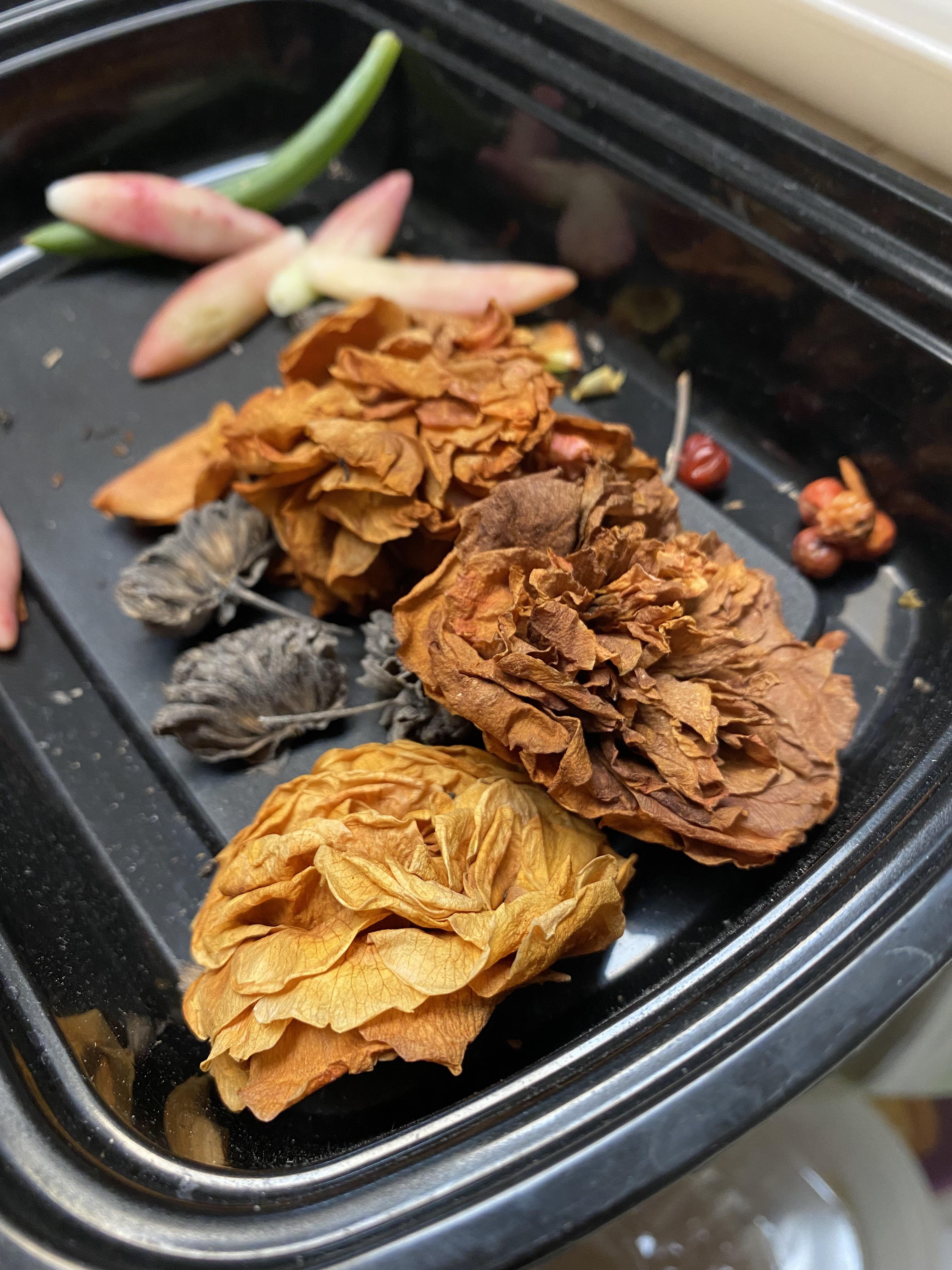 Do dried flowers have seeds? Can I plant them? I’ve heard you can plant