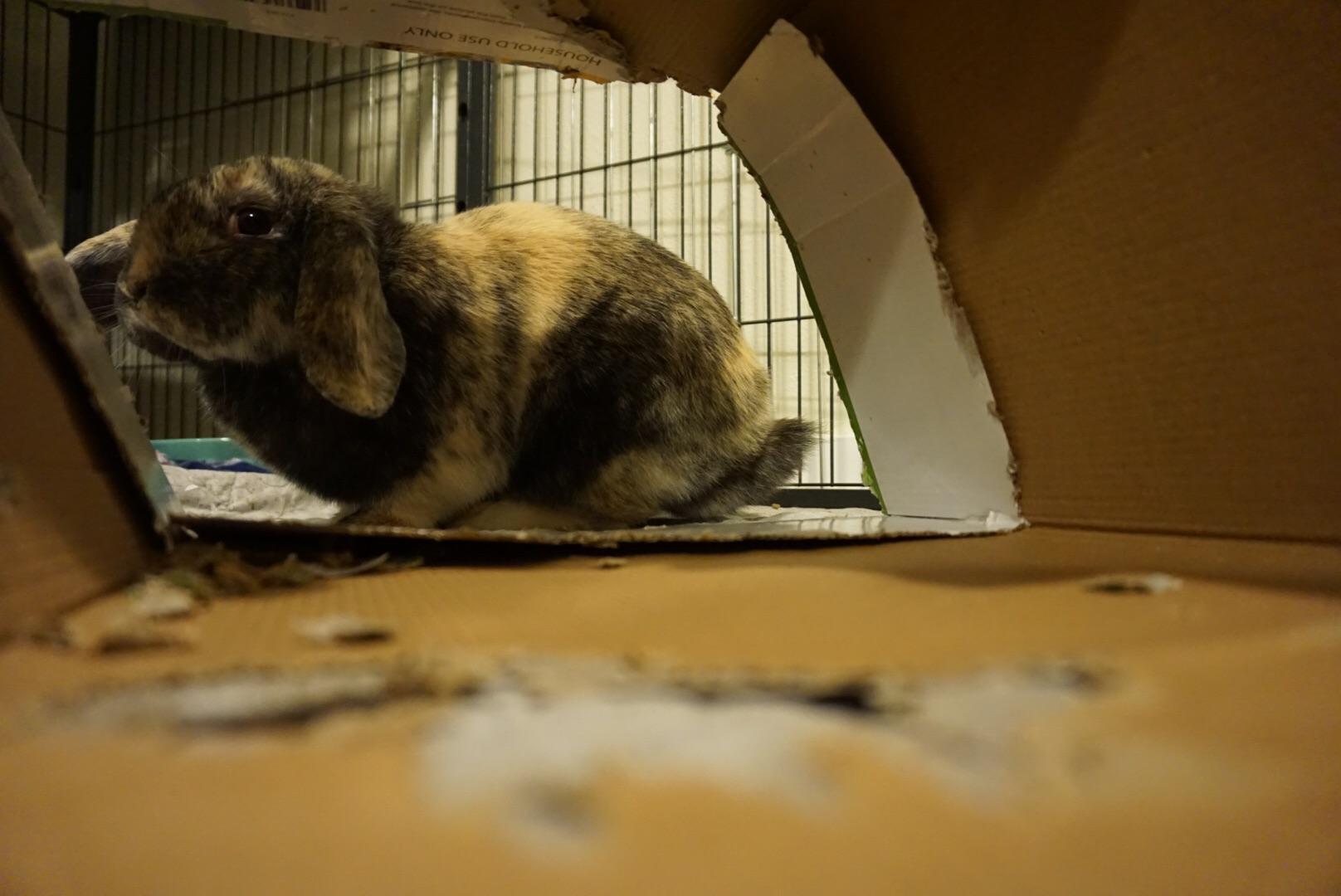 Box destroying is a favorite here r/Rabbits