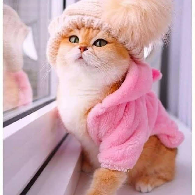 Fancy Kitty : SupermodelCats