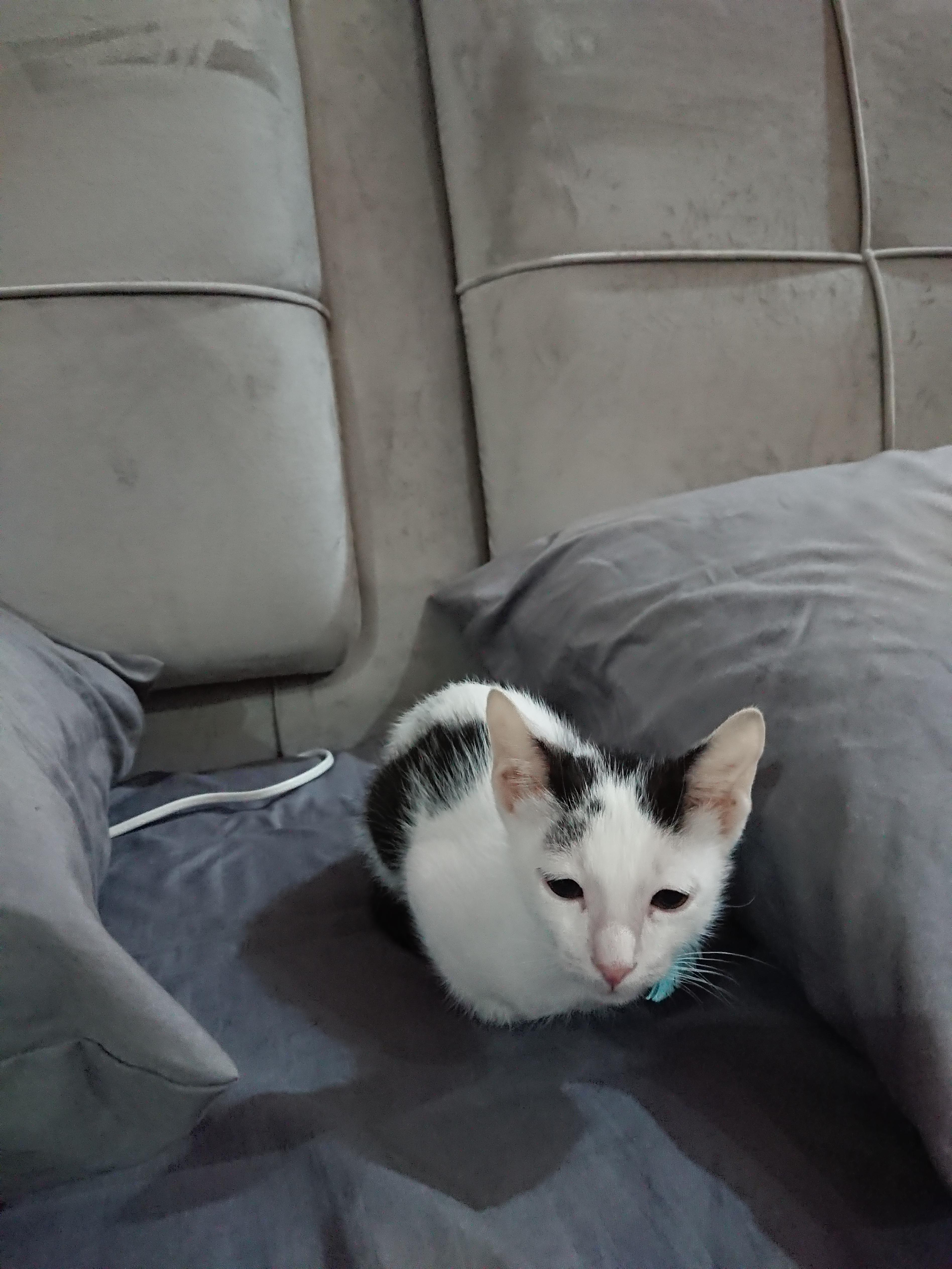 Meet Romeo! He's a 3 months old boy who was adopted last Saturday. He's