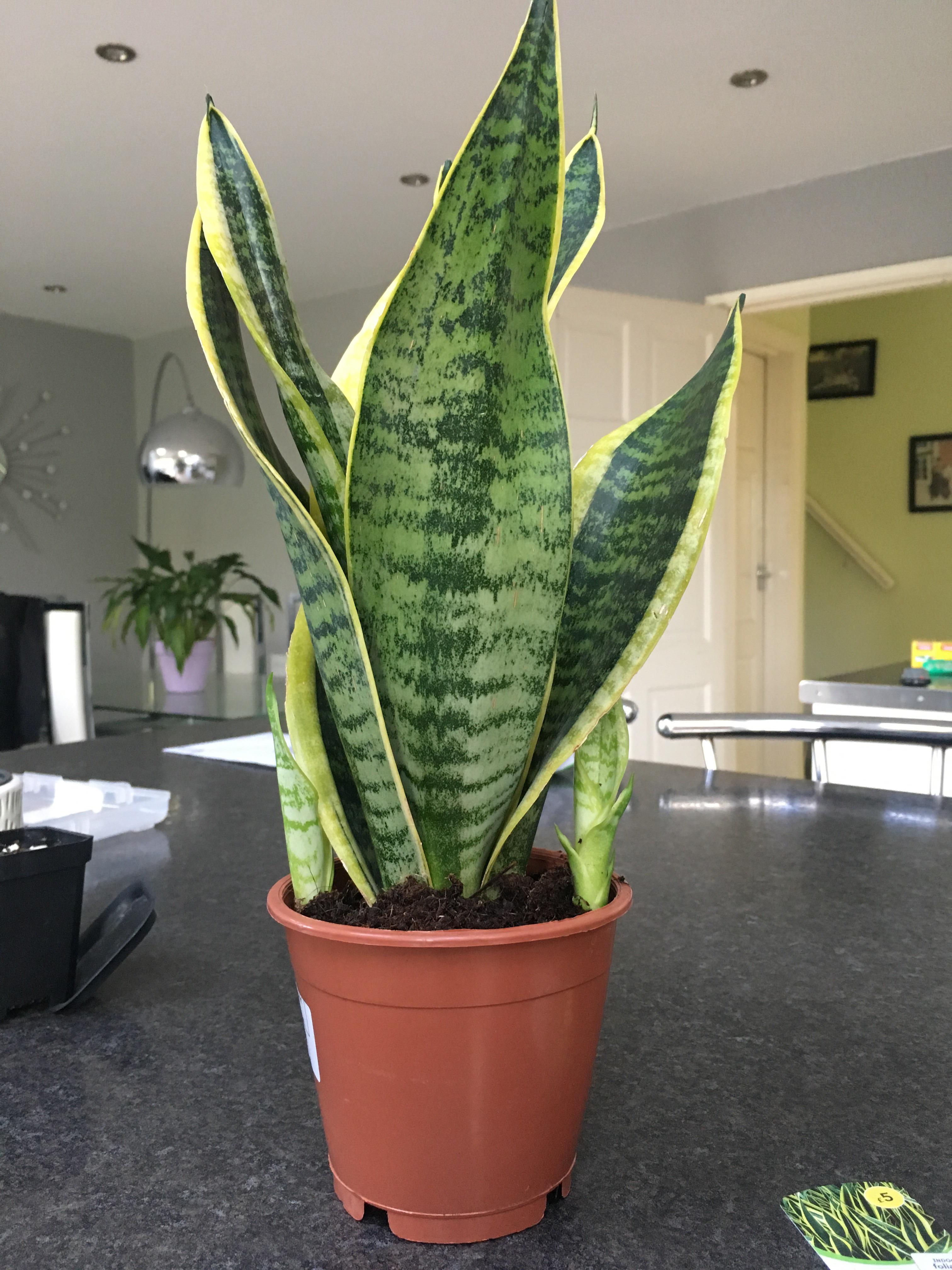 Just bought this sanseveria from wilkos for a fiver, along with 2