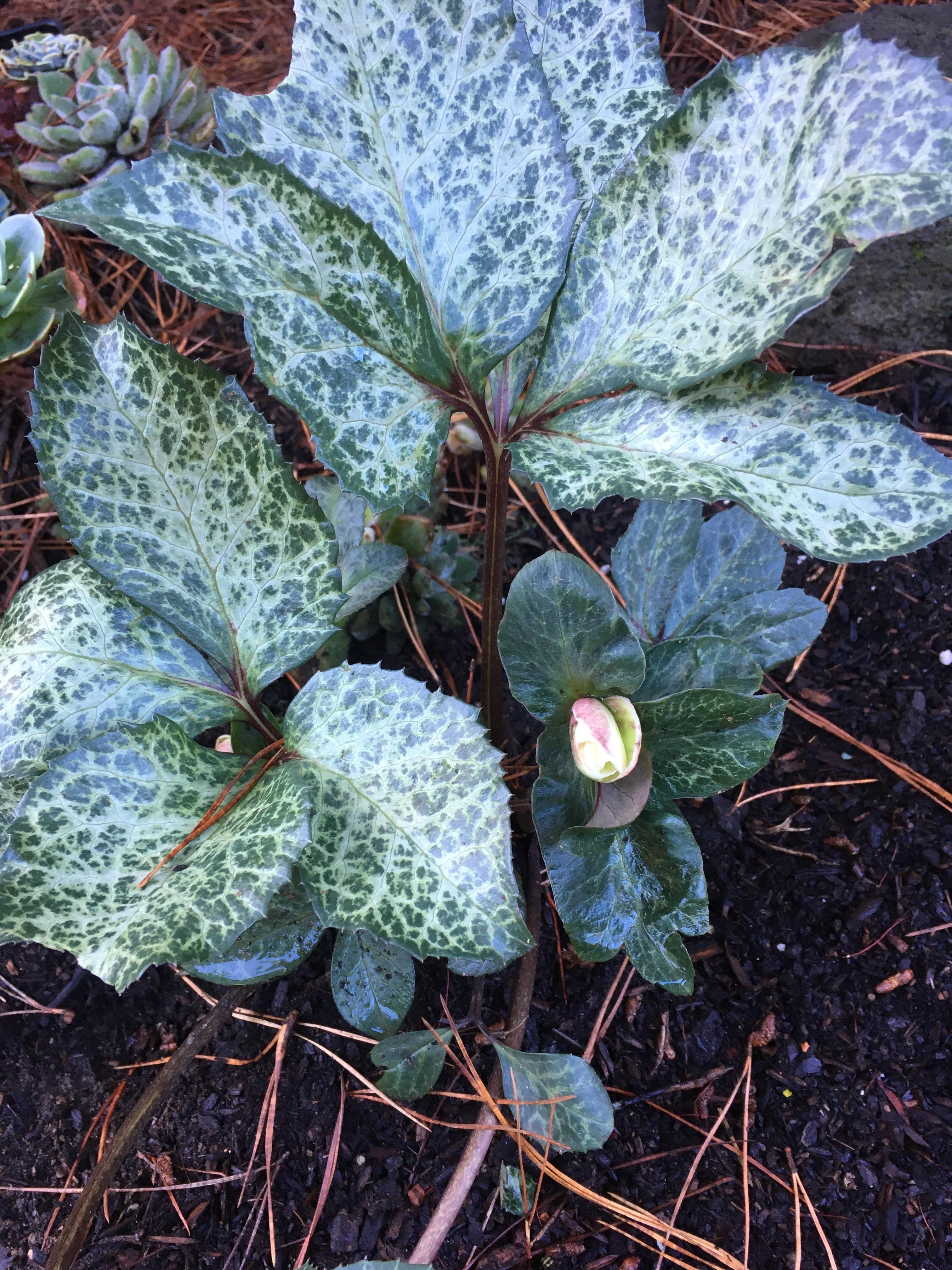 Plant in northern California, shade loving r/whatsthisplant