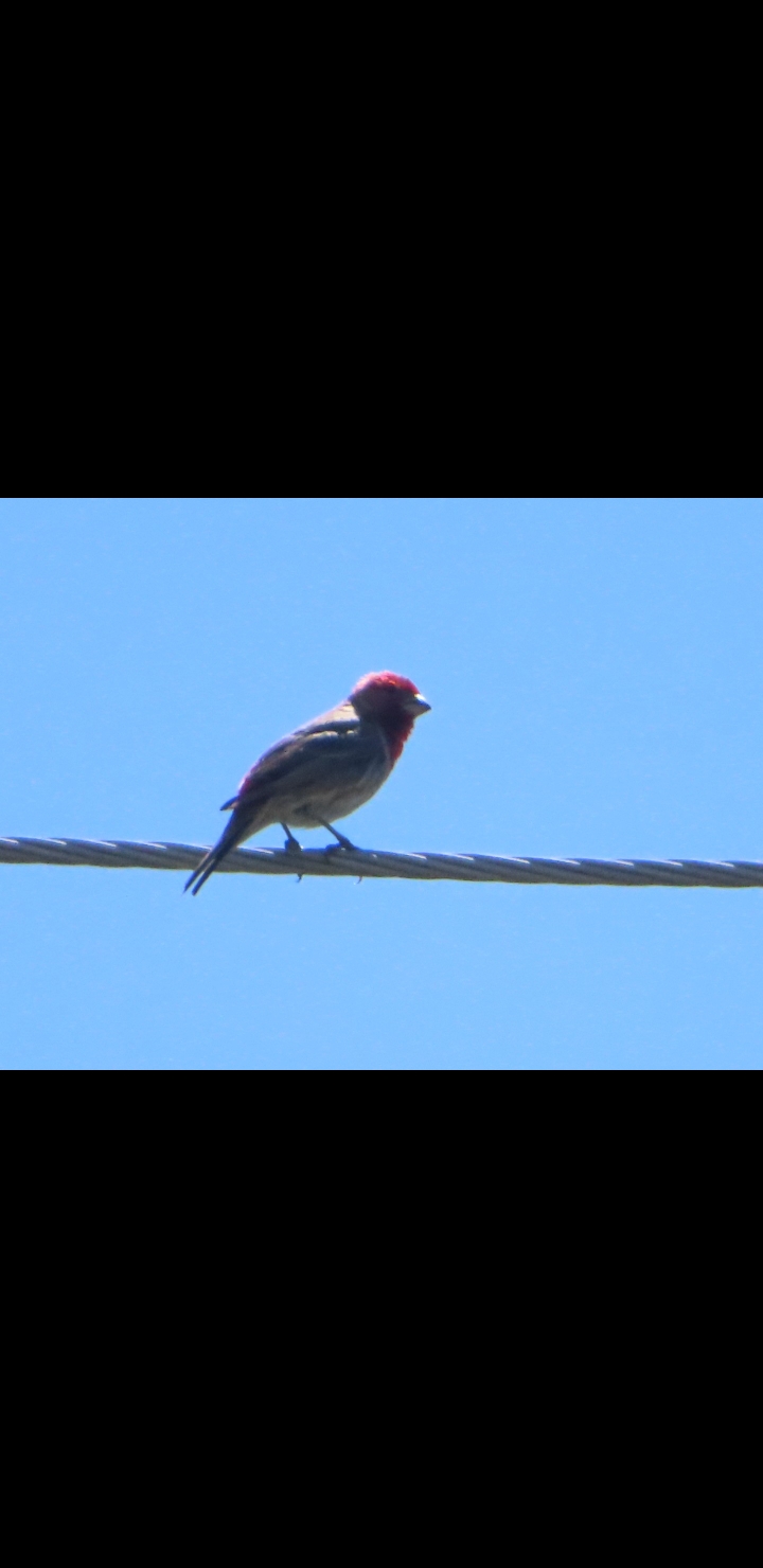 First sighting in New Orleans...ebird says house finch...agree? r