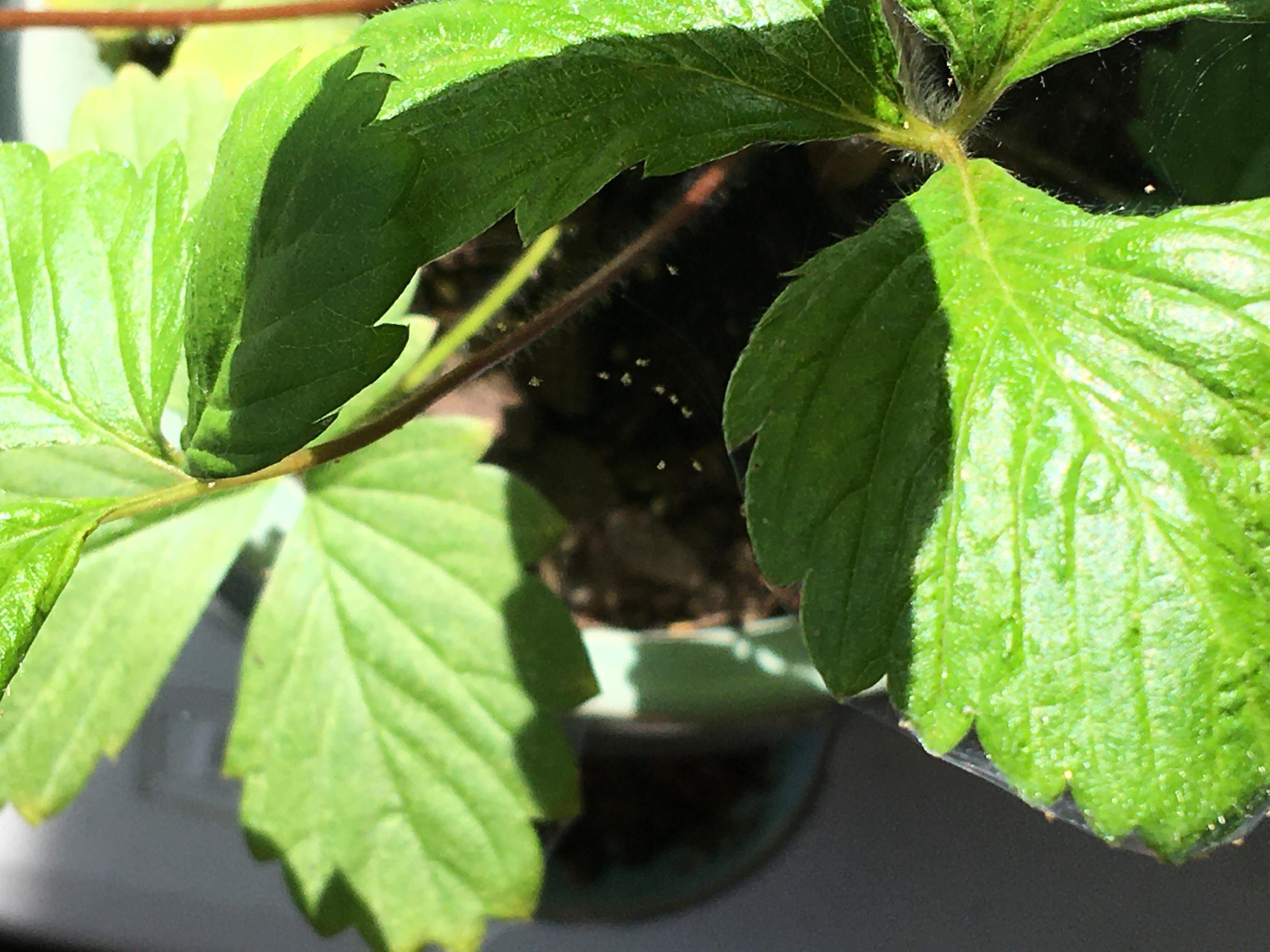 Idk what these bugs on my strawberry plants are. How do I get rid of