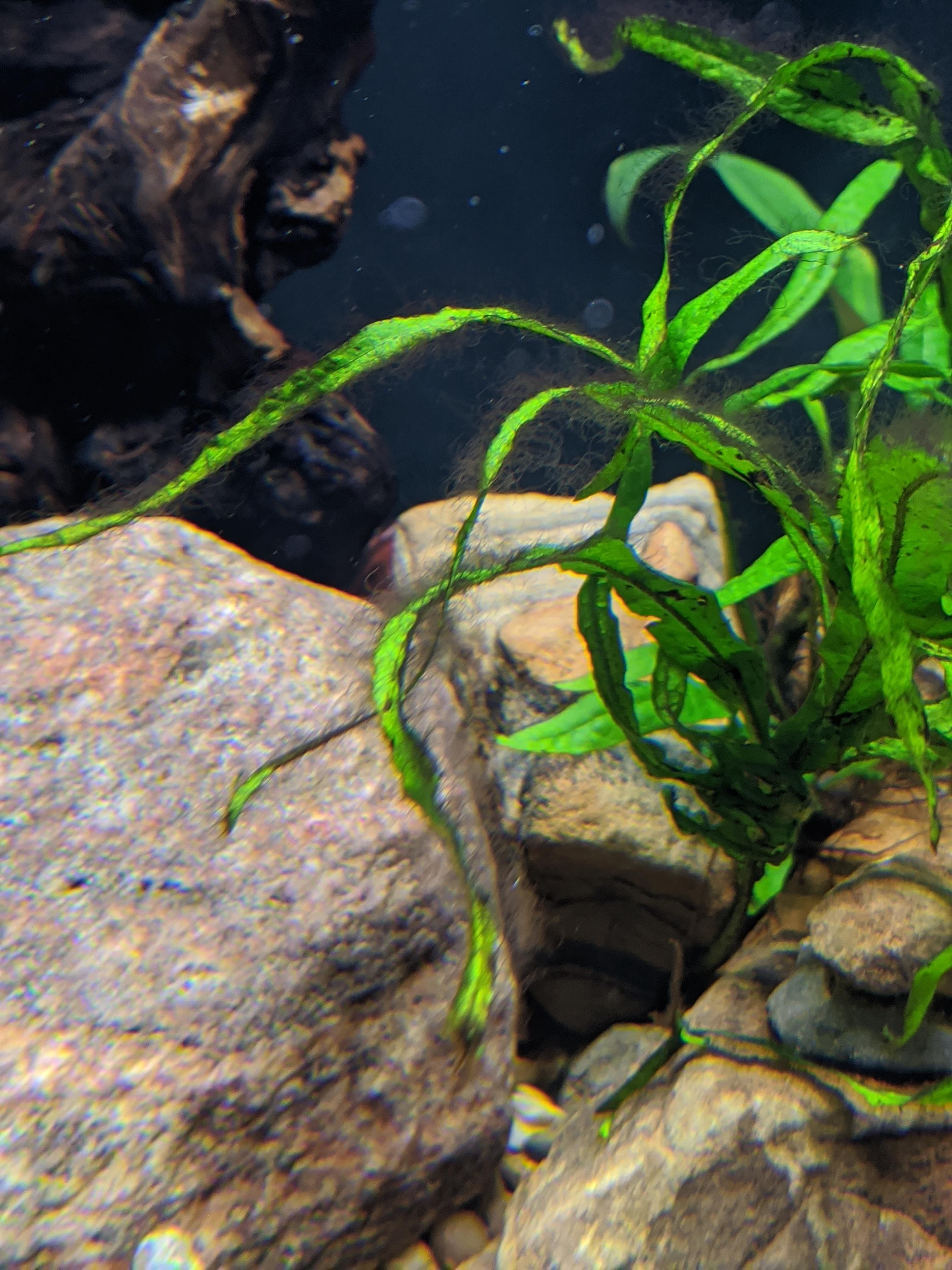 Does anyone know what type algae is growing on my java fern? r