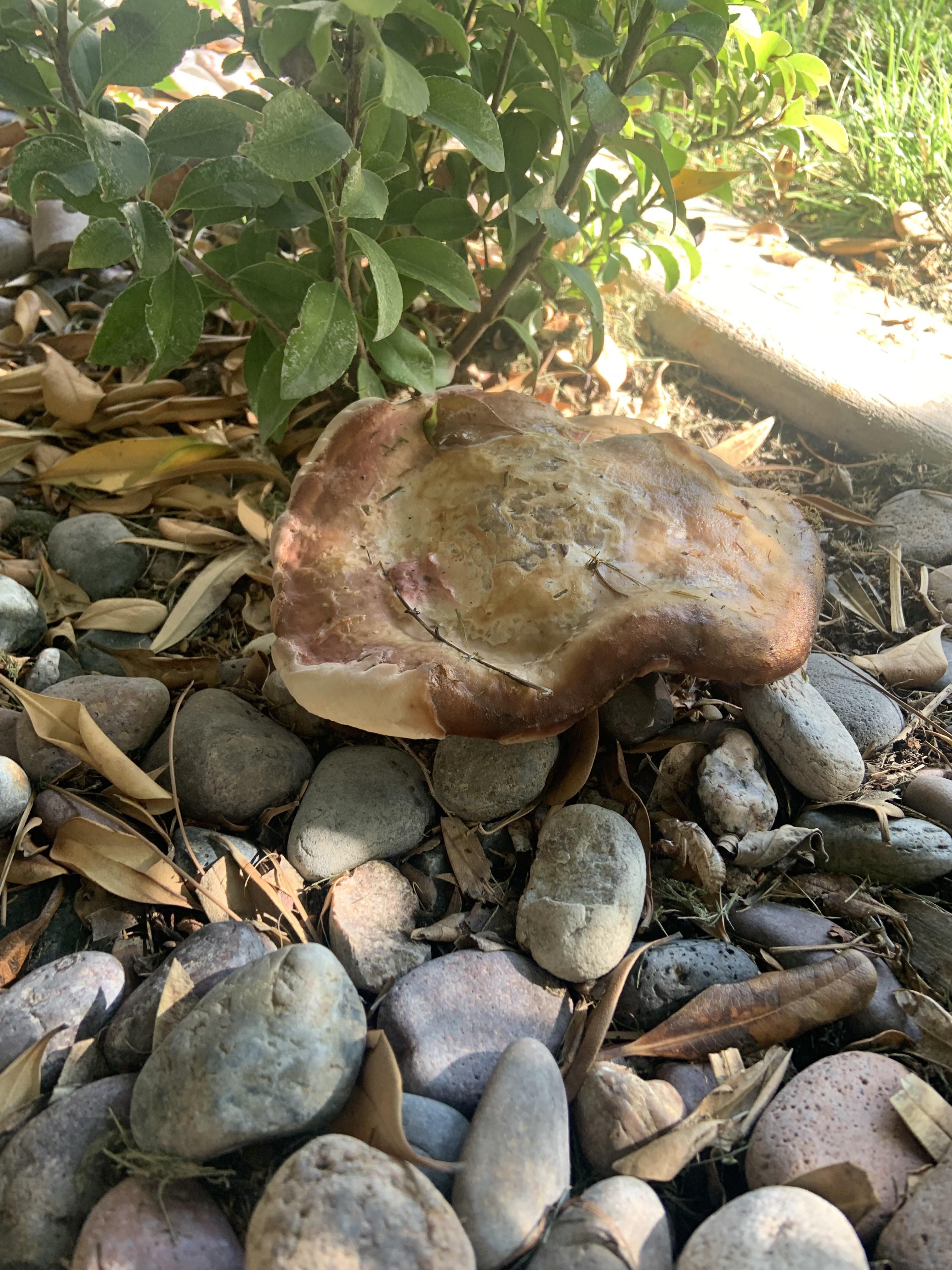 ID on this mushroom? Las Vegas, Nevada r/mushroom_hunting