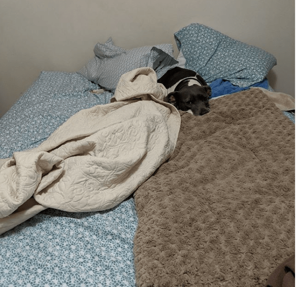 [For a laugh] I'm trying to train my dog to sleep at the foot of my bed