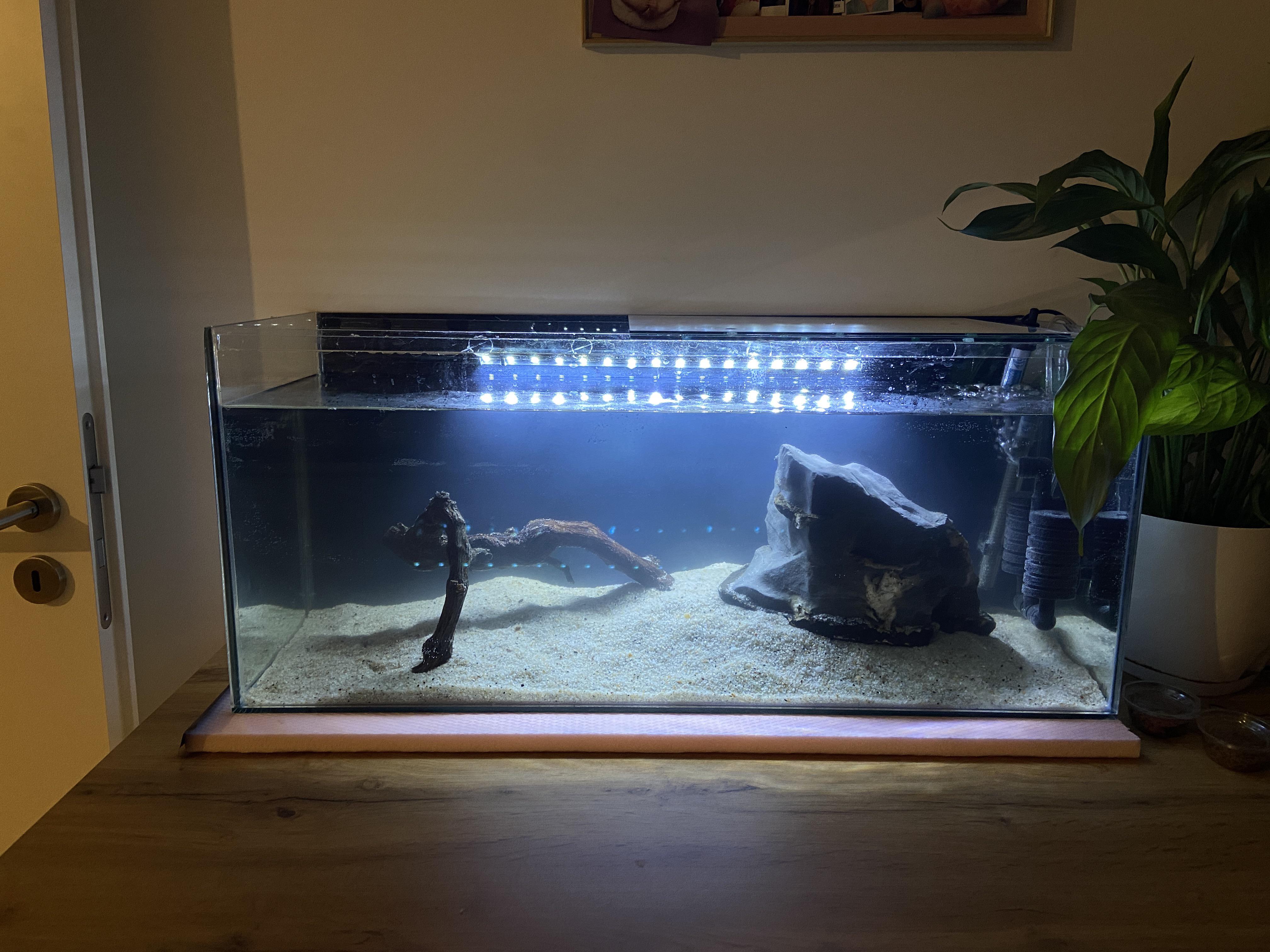 Seaclear Acrylic Aquarium 20 Gallon Outlet Prices