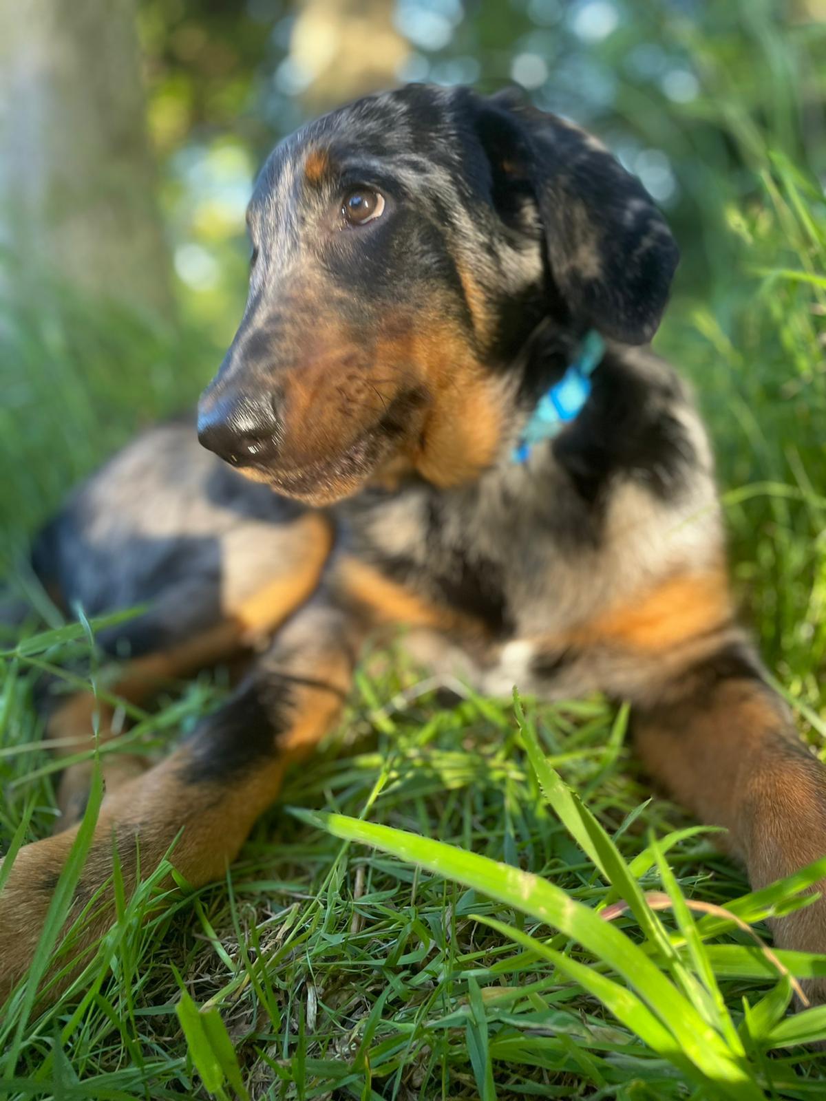 Our Beauceron puppy Marco r/Beauceron