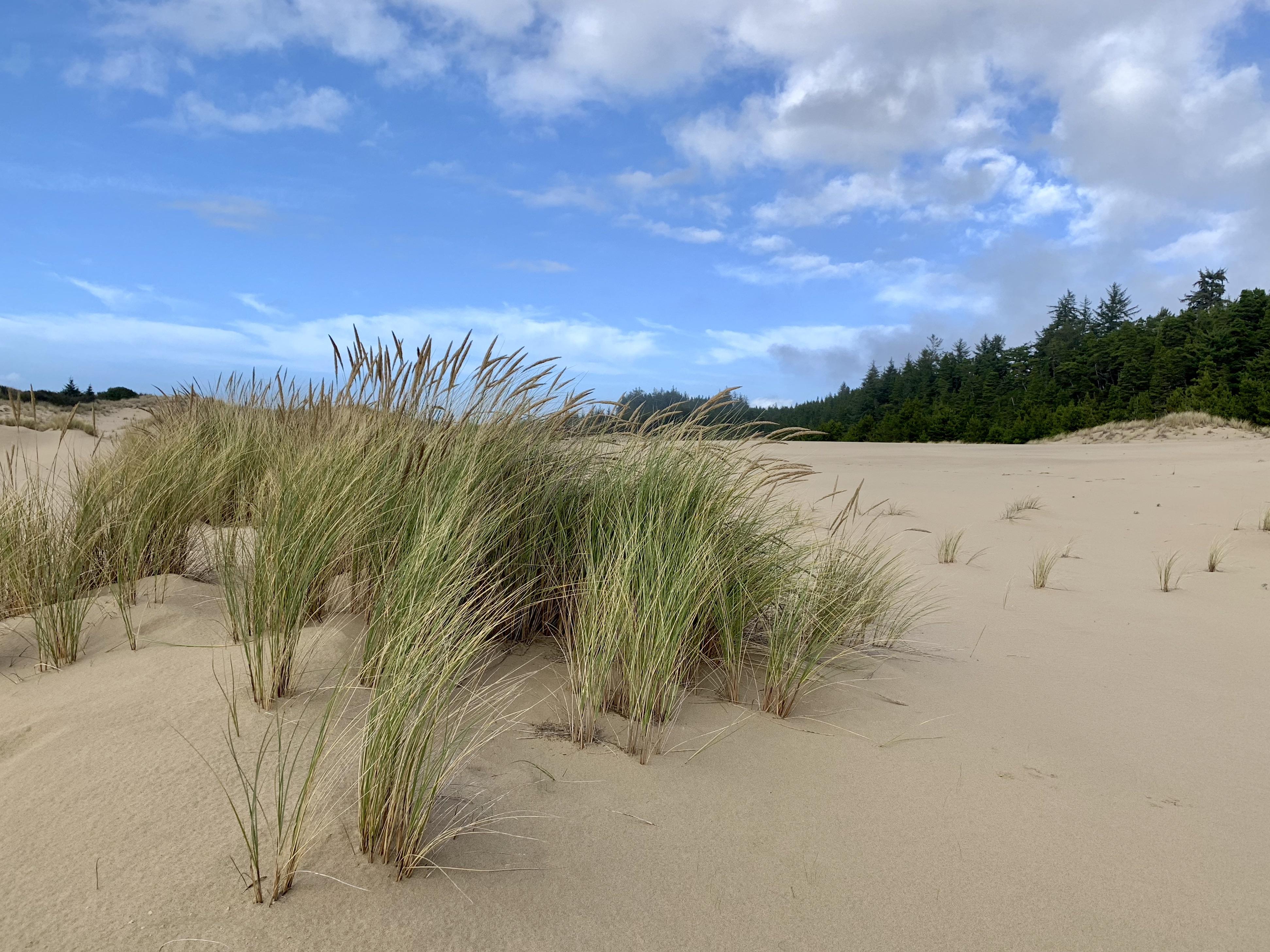Unexpected Pilgrimage to Frank Herbert’s Dunes near Florence, OR r/dune