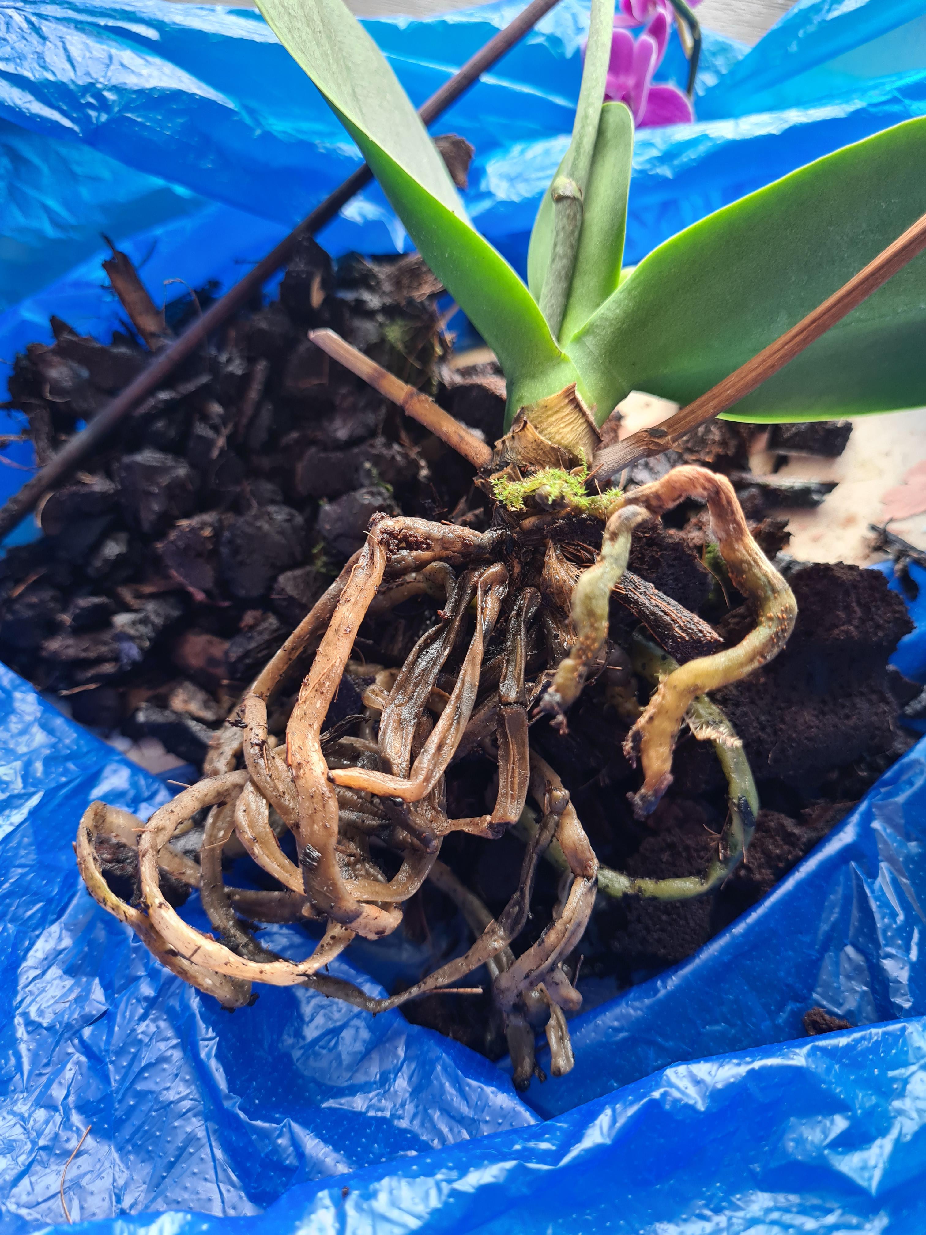 help revive a dying orchid r/houseplants