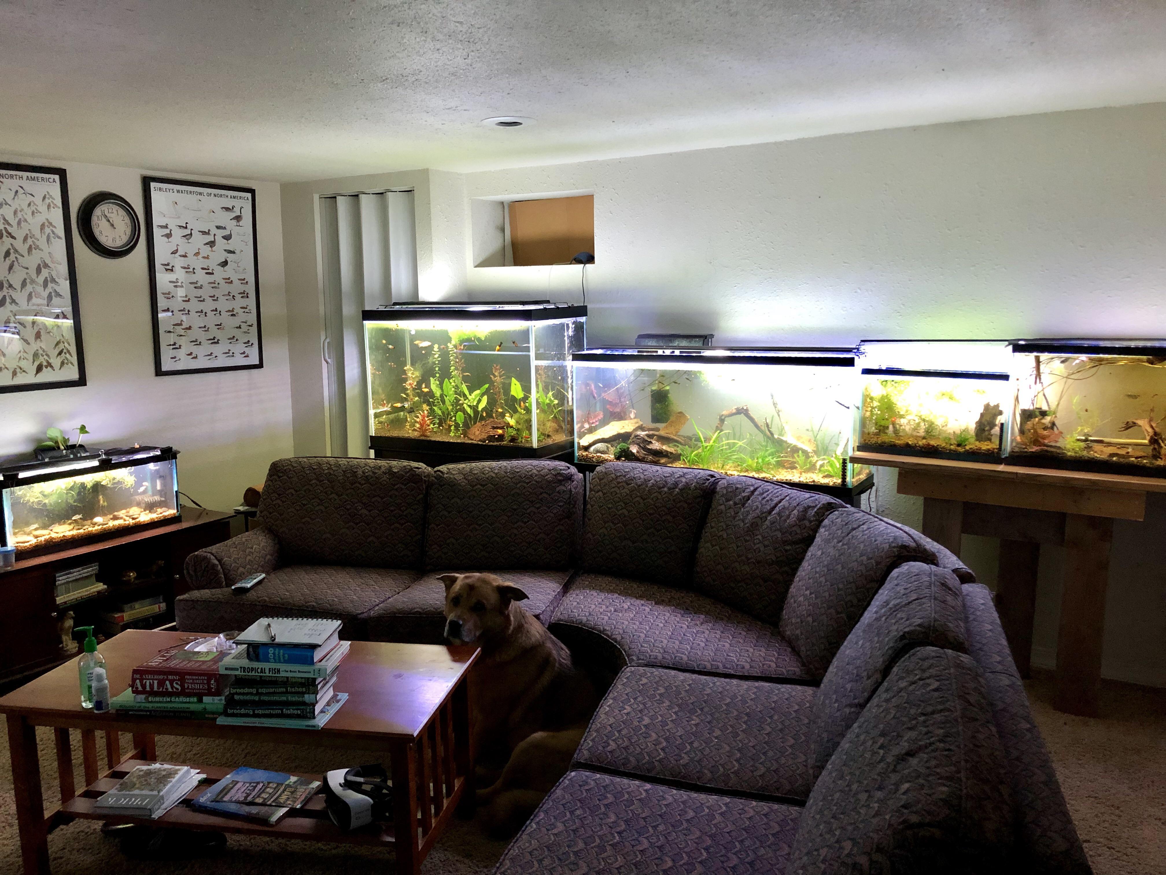 Our living room is actually a fish room! r/aquarium