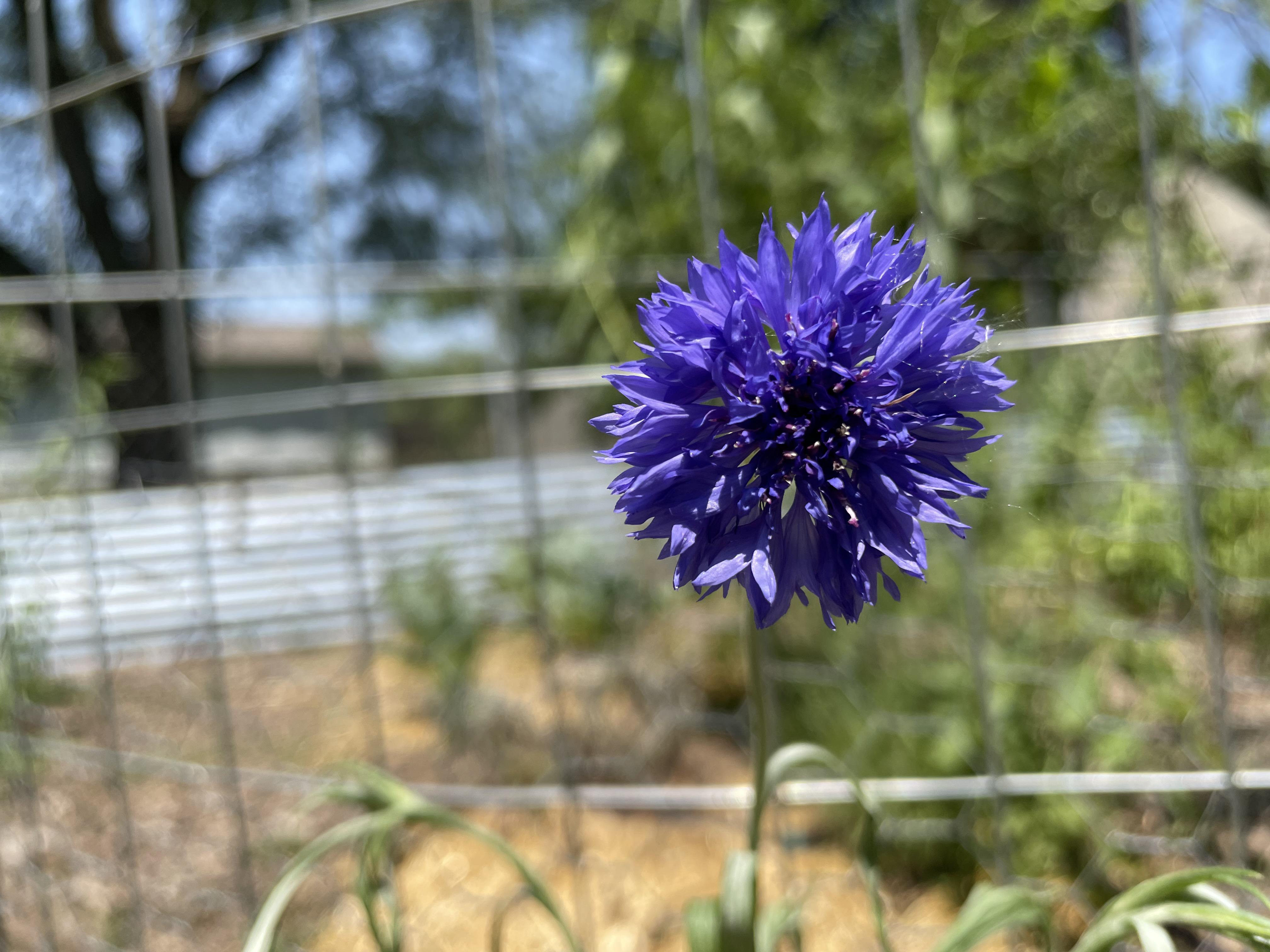 Eastern Kansas Zone 6 Native wildflower? I don't have any seeds of
