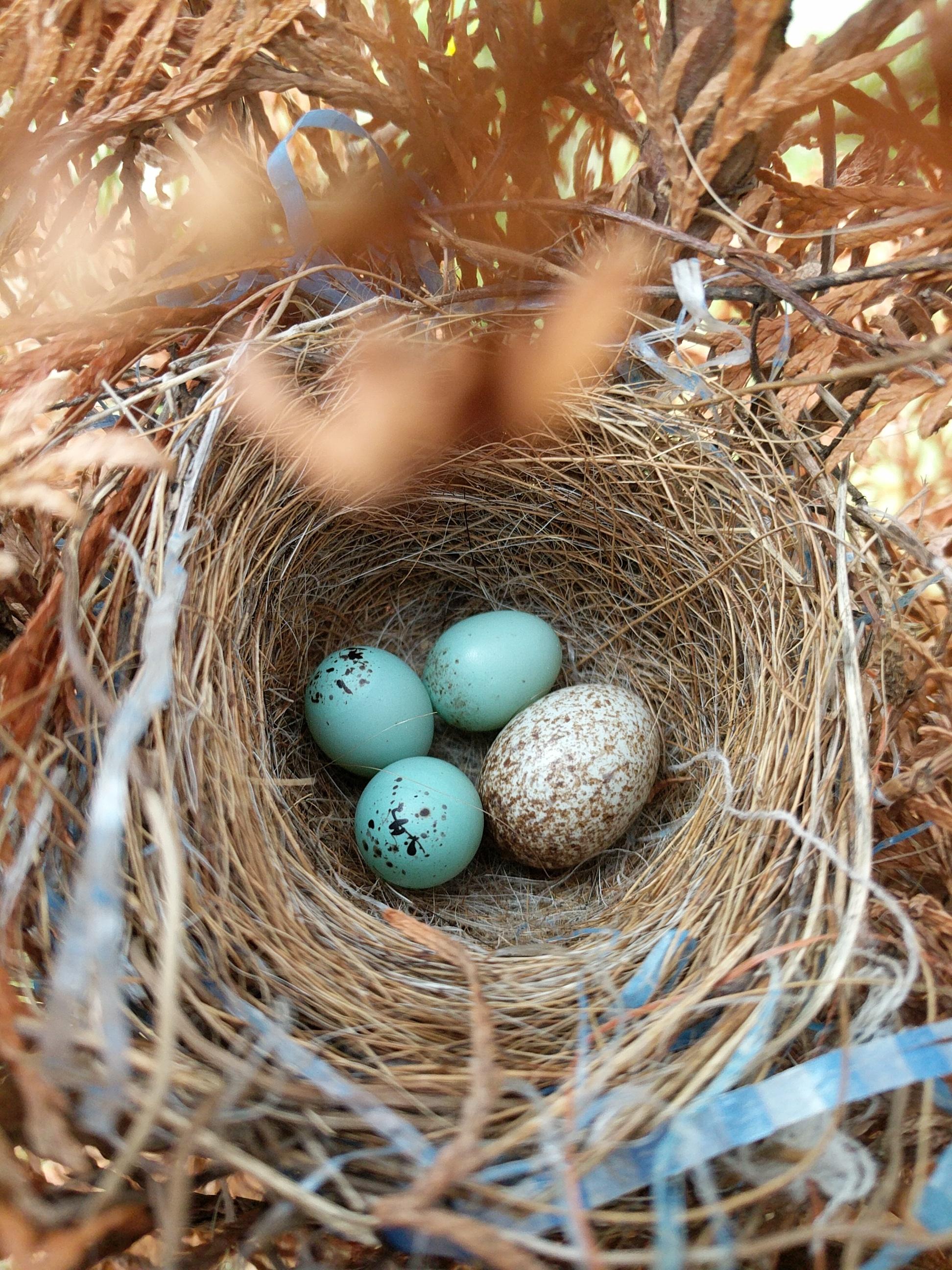 🔥 The Brownheaded Cowbird is a brood parasite, meaning that it lays