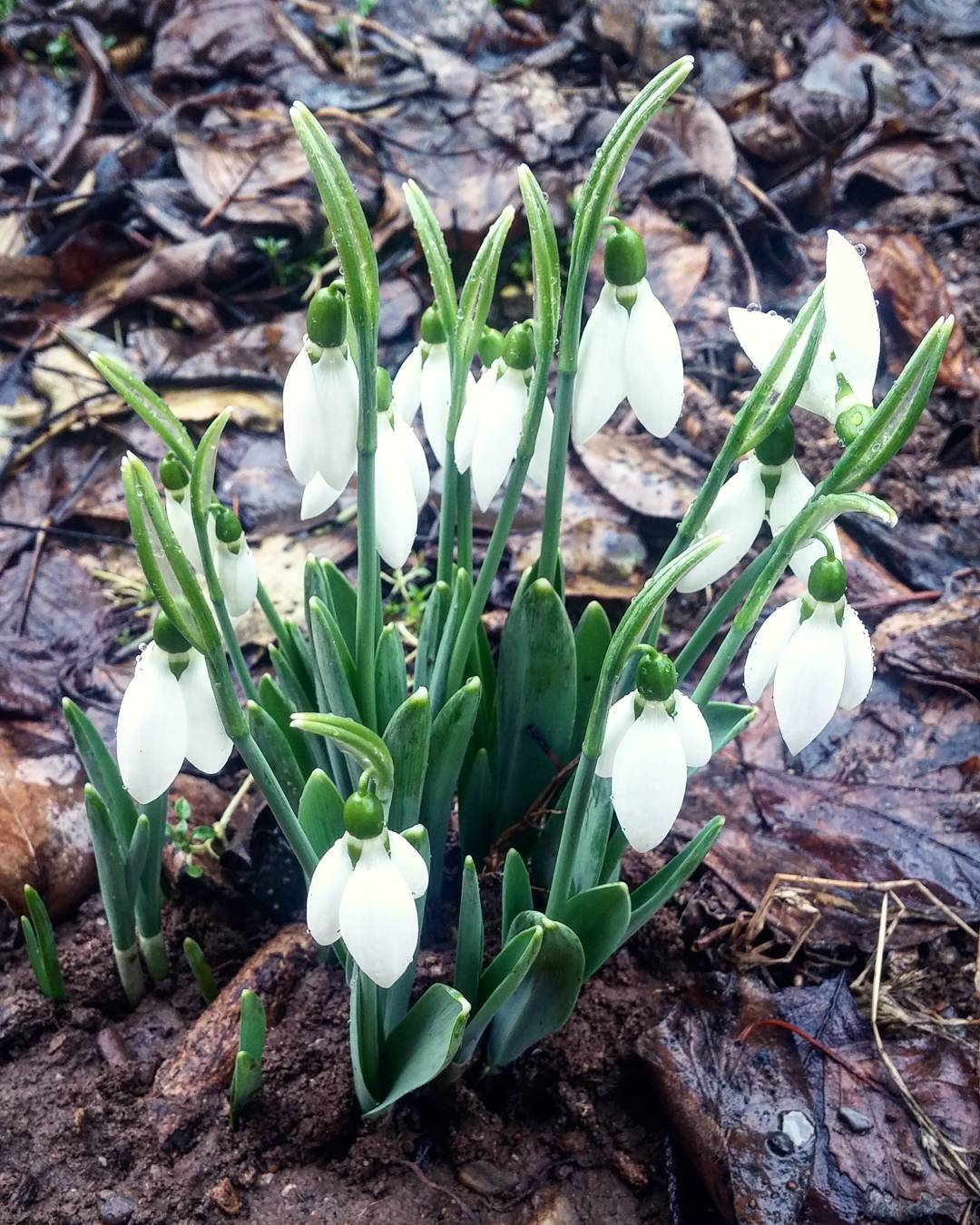 The first flowers after winter ) r/flowers