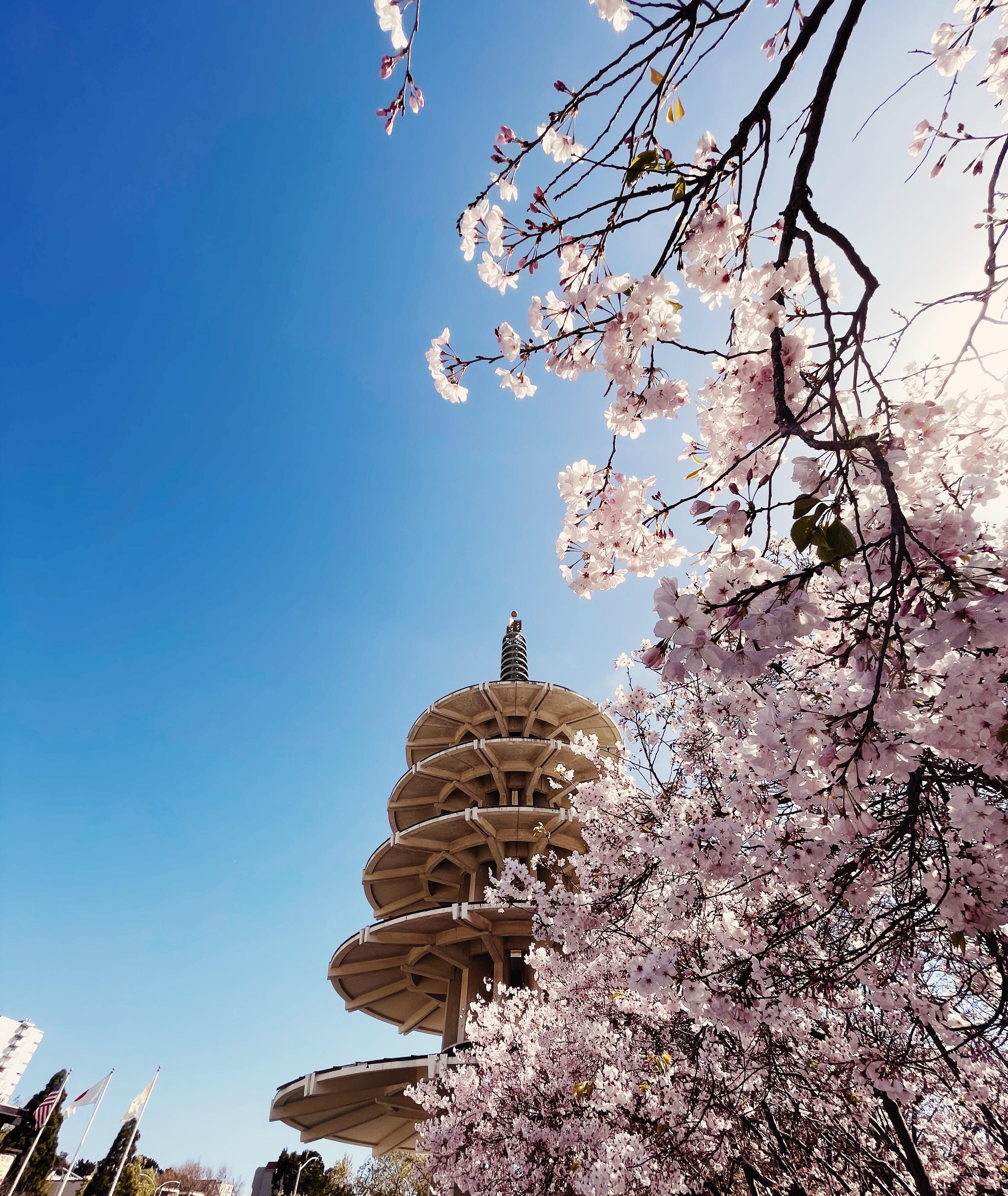 Cherry Blossoms in Japantown in San Francisco, California (OC) r
