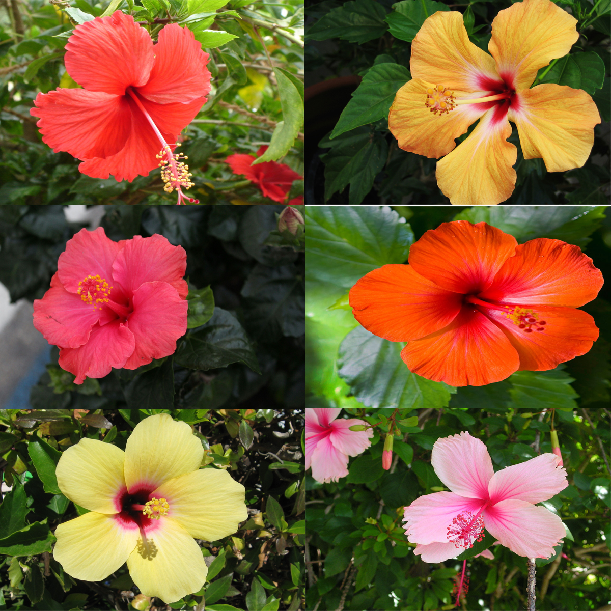 Variety Hibiscus Flower r/gardening