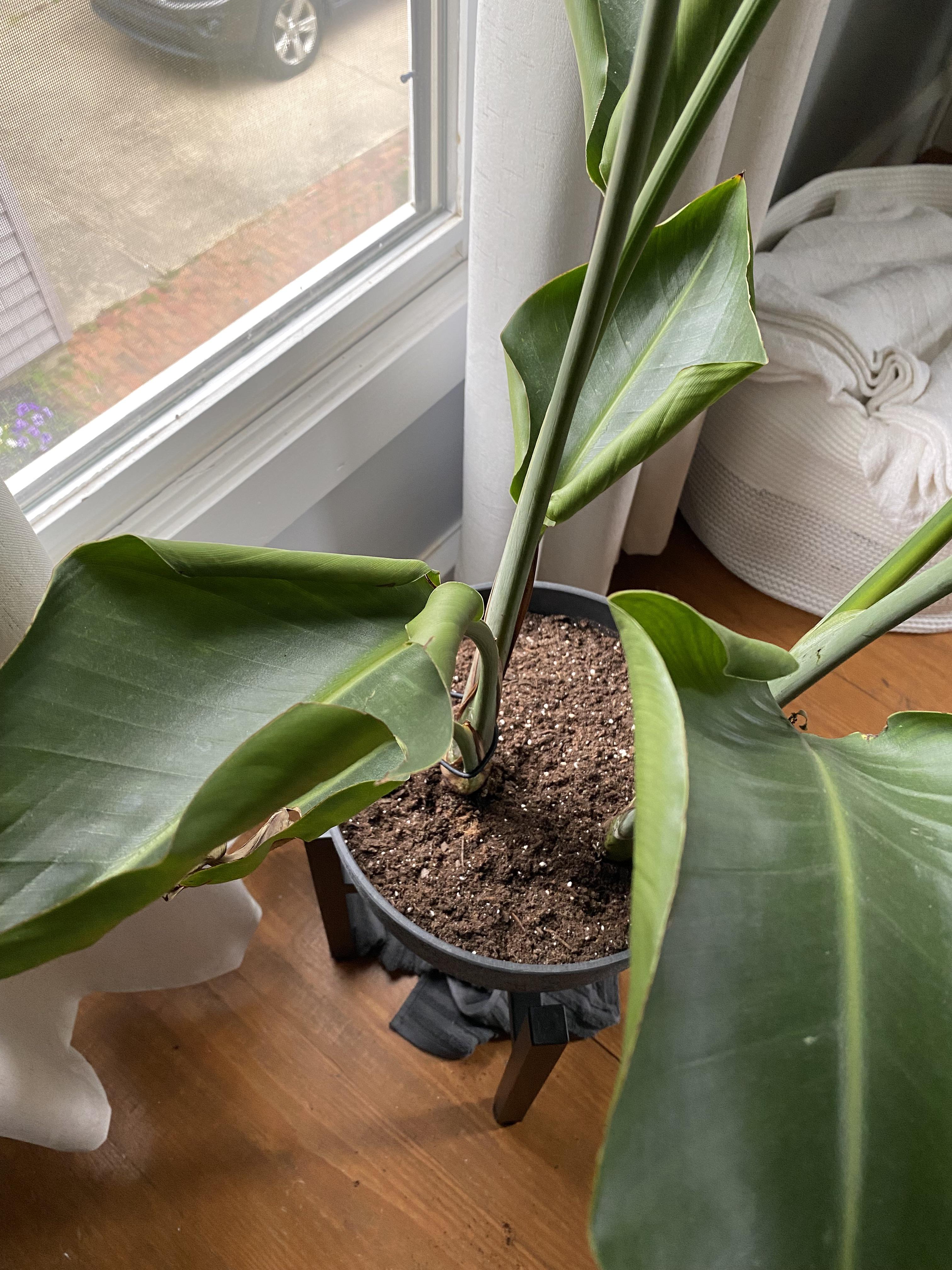 Why are the leaves curling? plantclinic