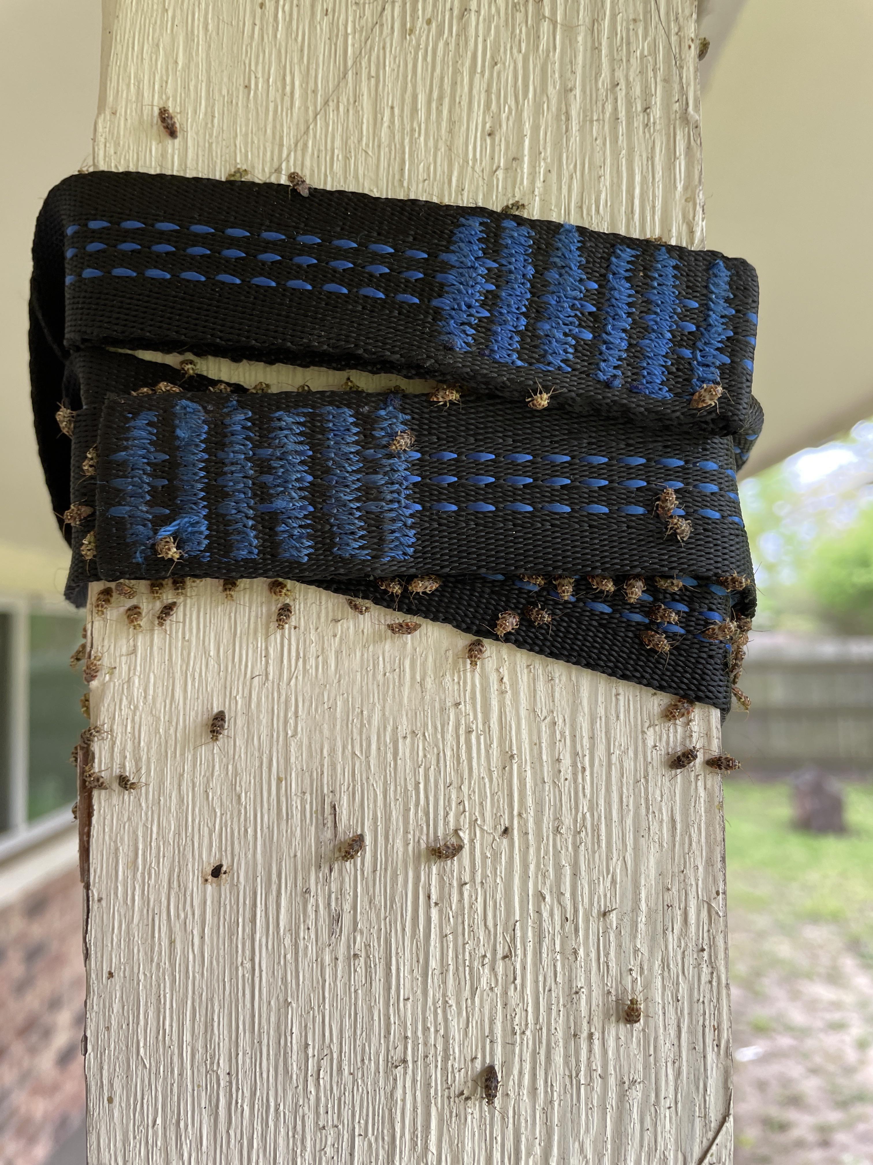 is annoying seeing these annoying little bugs everywhere? r/aggies