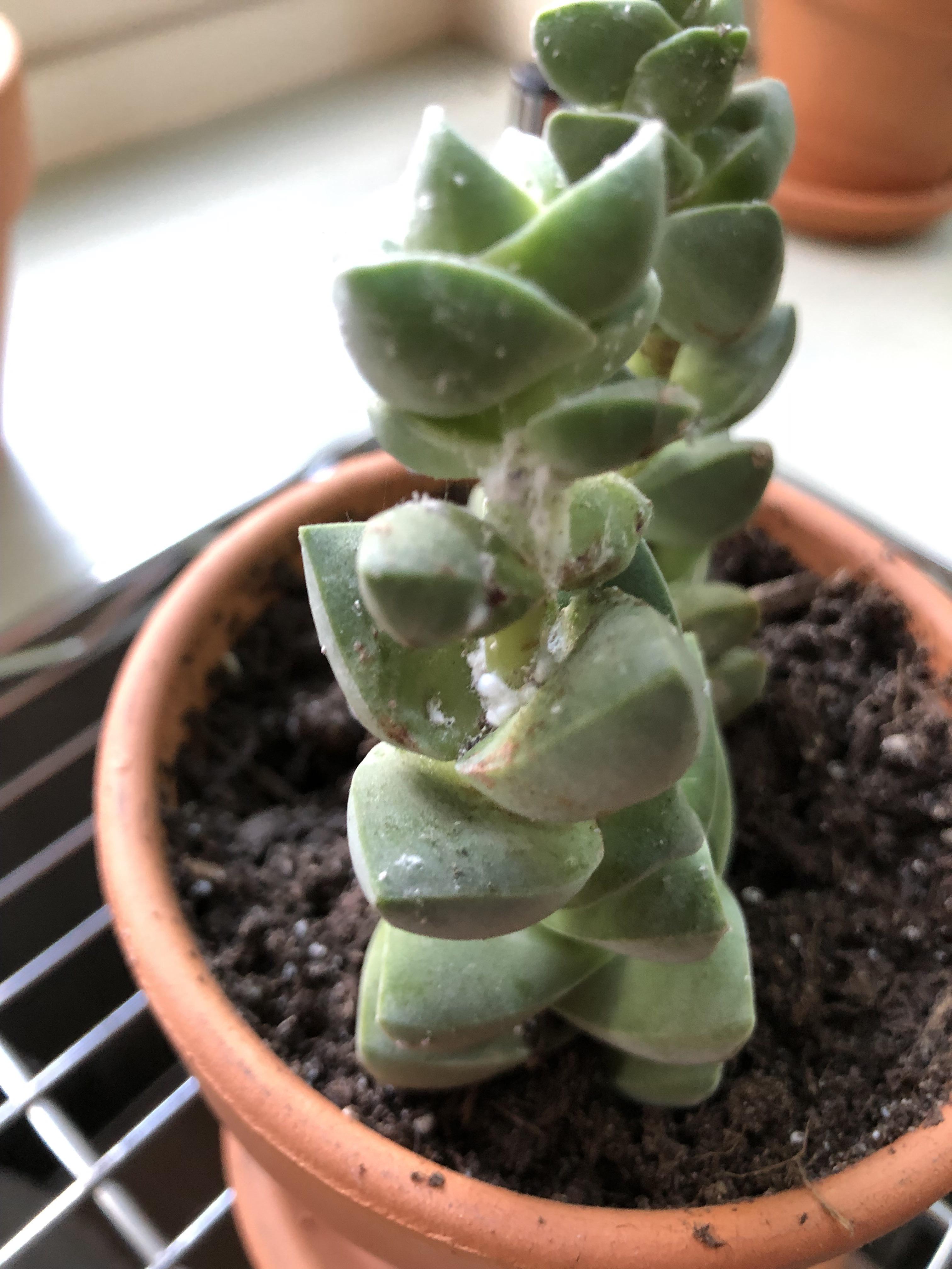 White Spots On Succulent Plants at Krystal Johnson blog