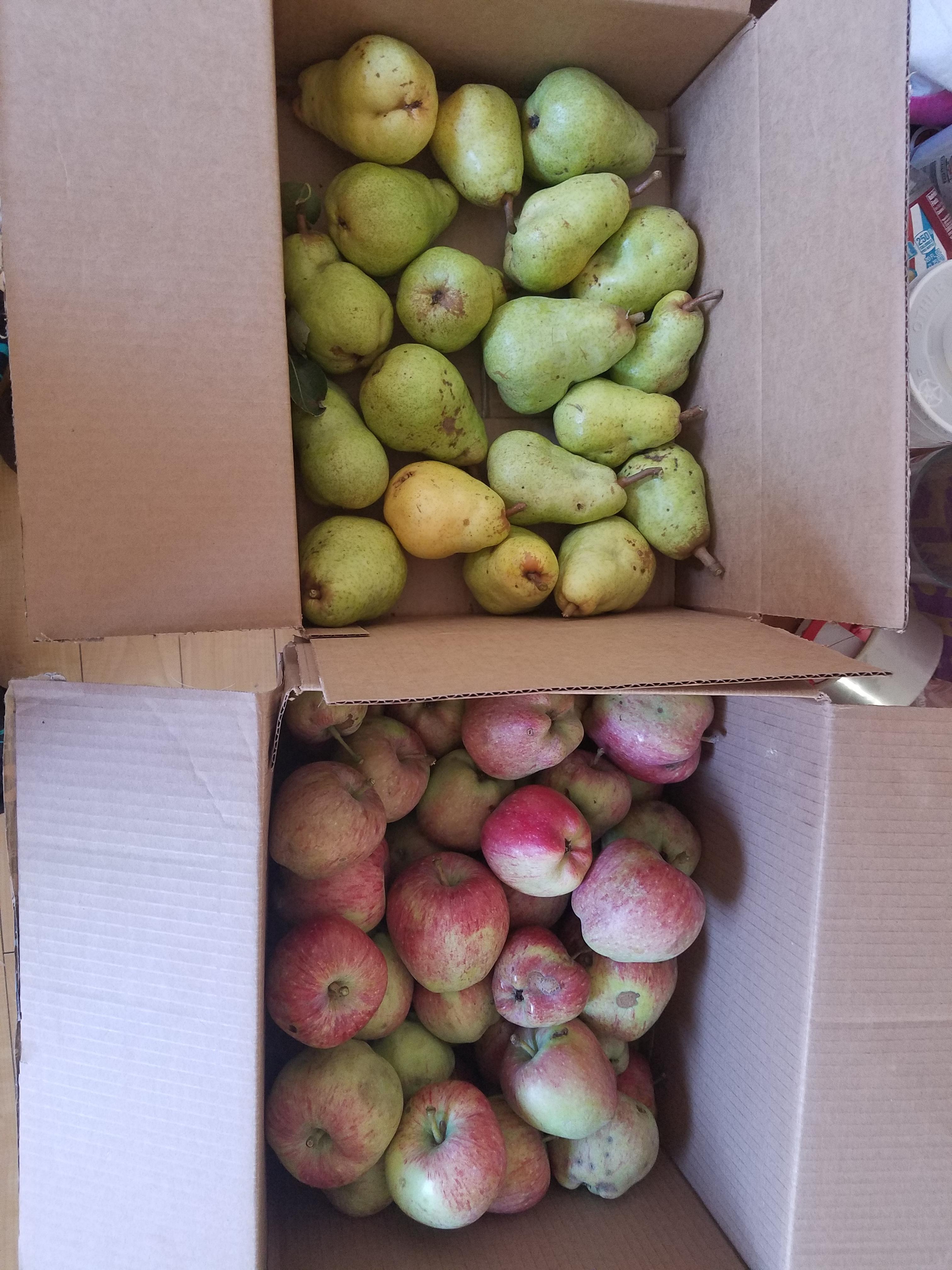 This is AFTER five jars of apple butter, three trays of dehydrated