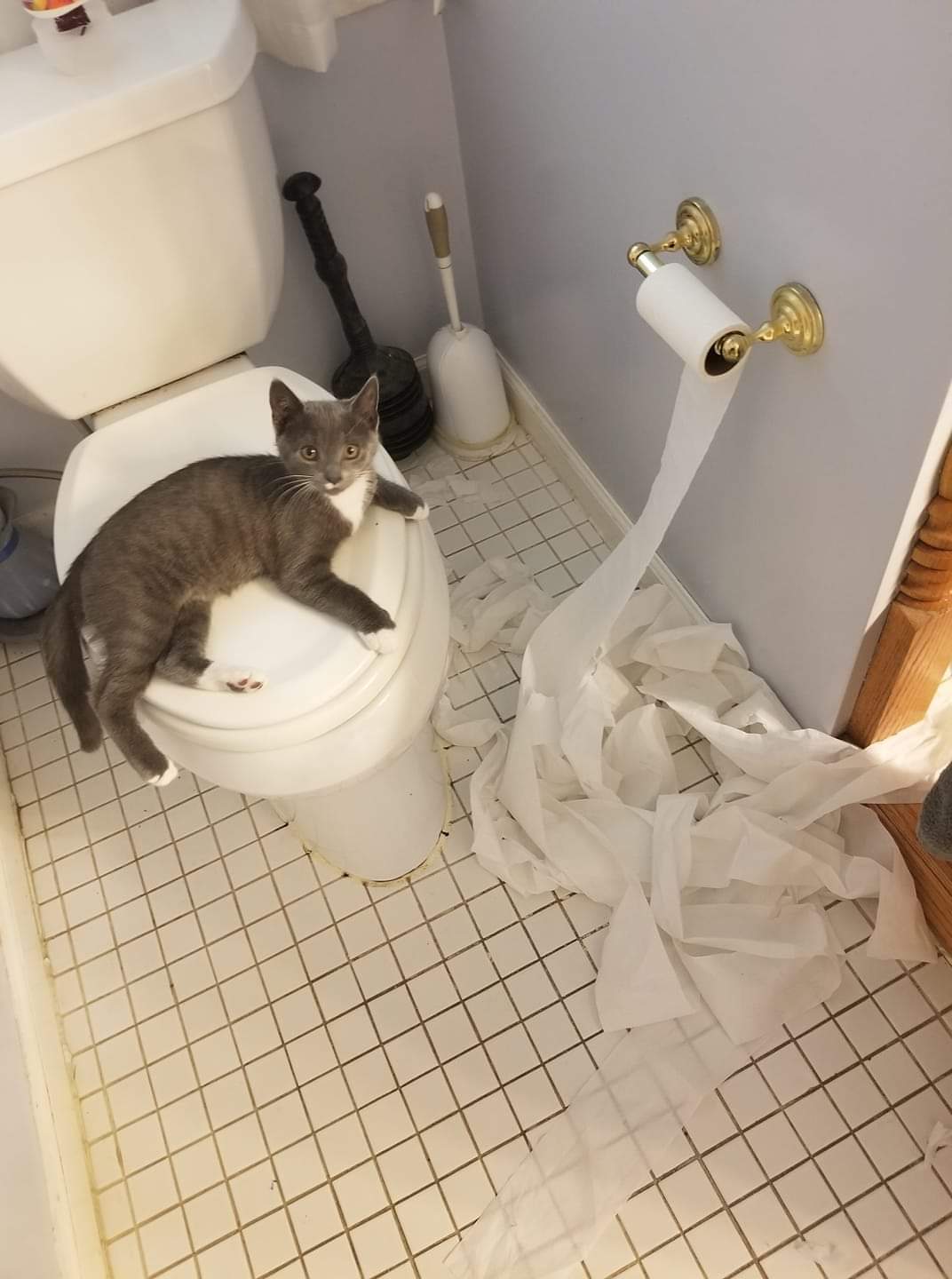 Gf's kitten has a weird obsession with toilet paper r/AnimalsBeingJerks