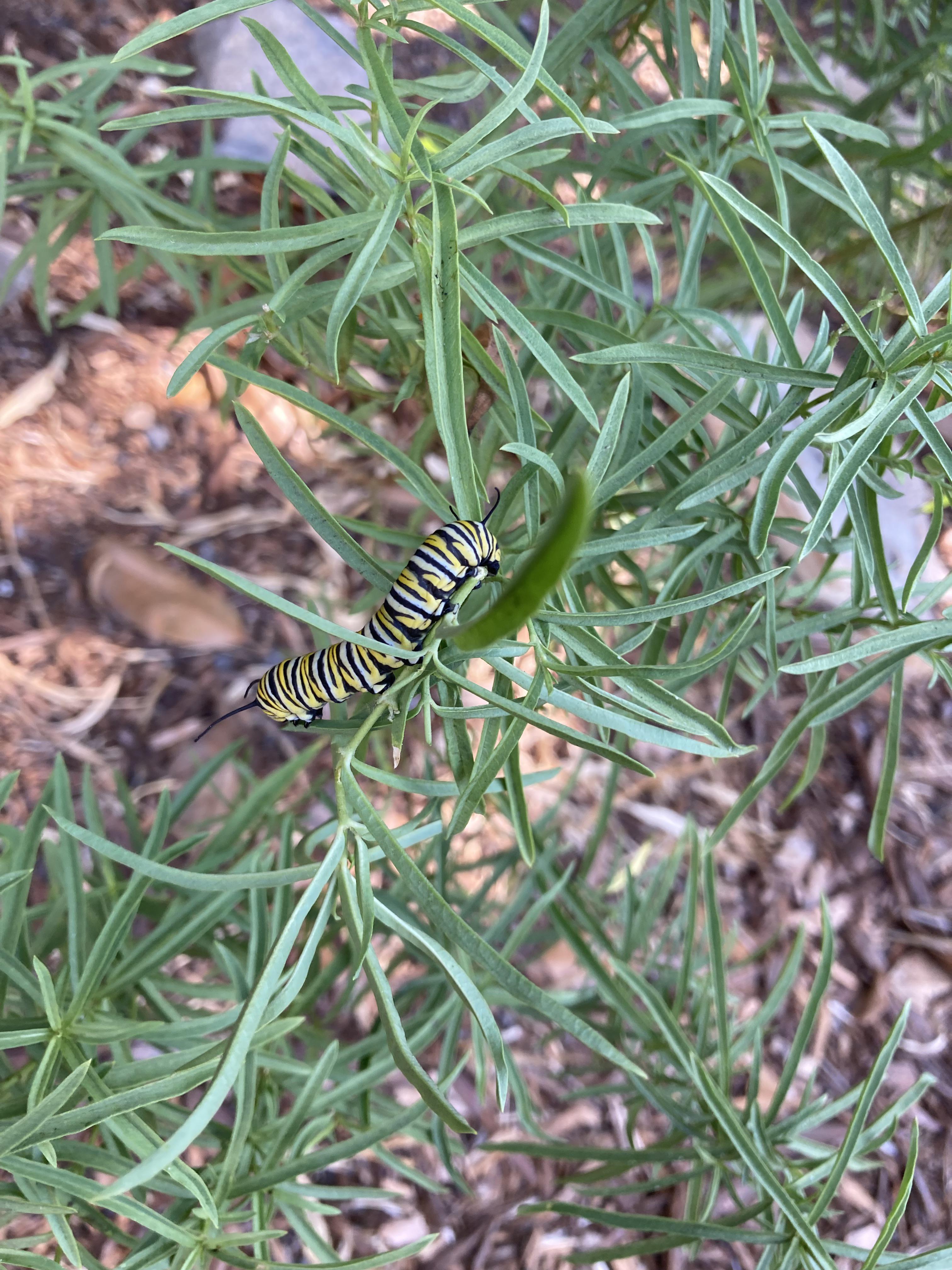 Something’s eating my milkweed r/gardening