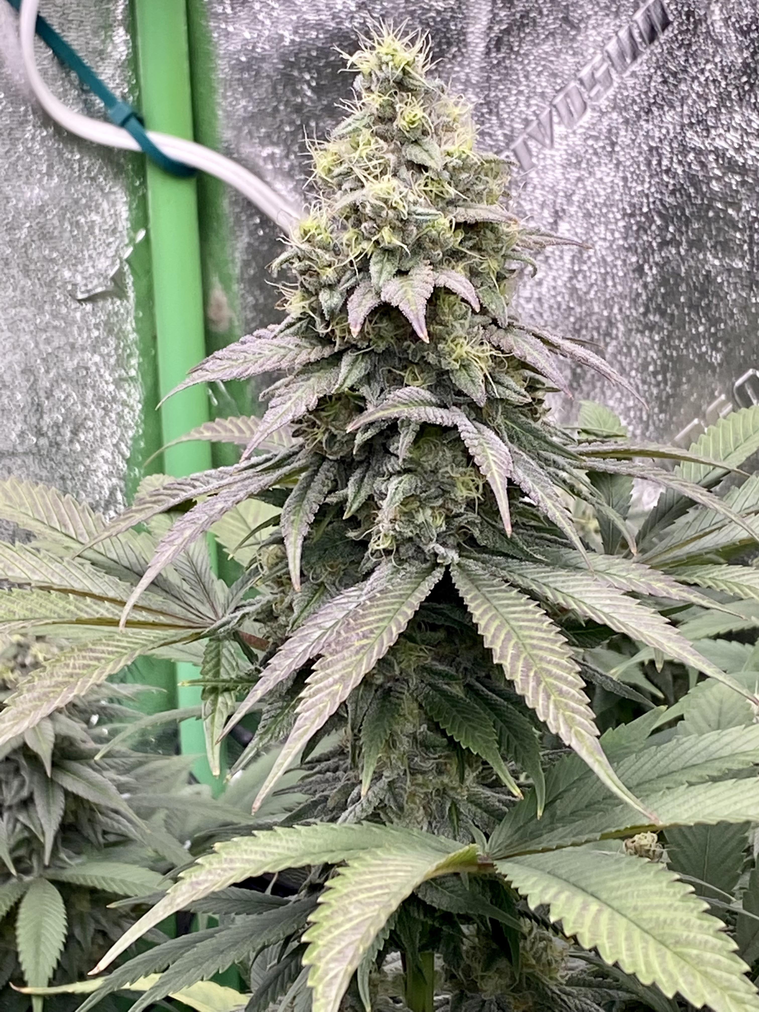 Girl Scout Cookies x Green Crack freebie 🔥🔥 r/microgrowery