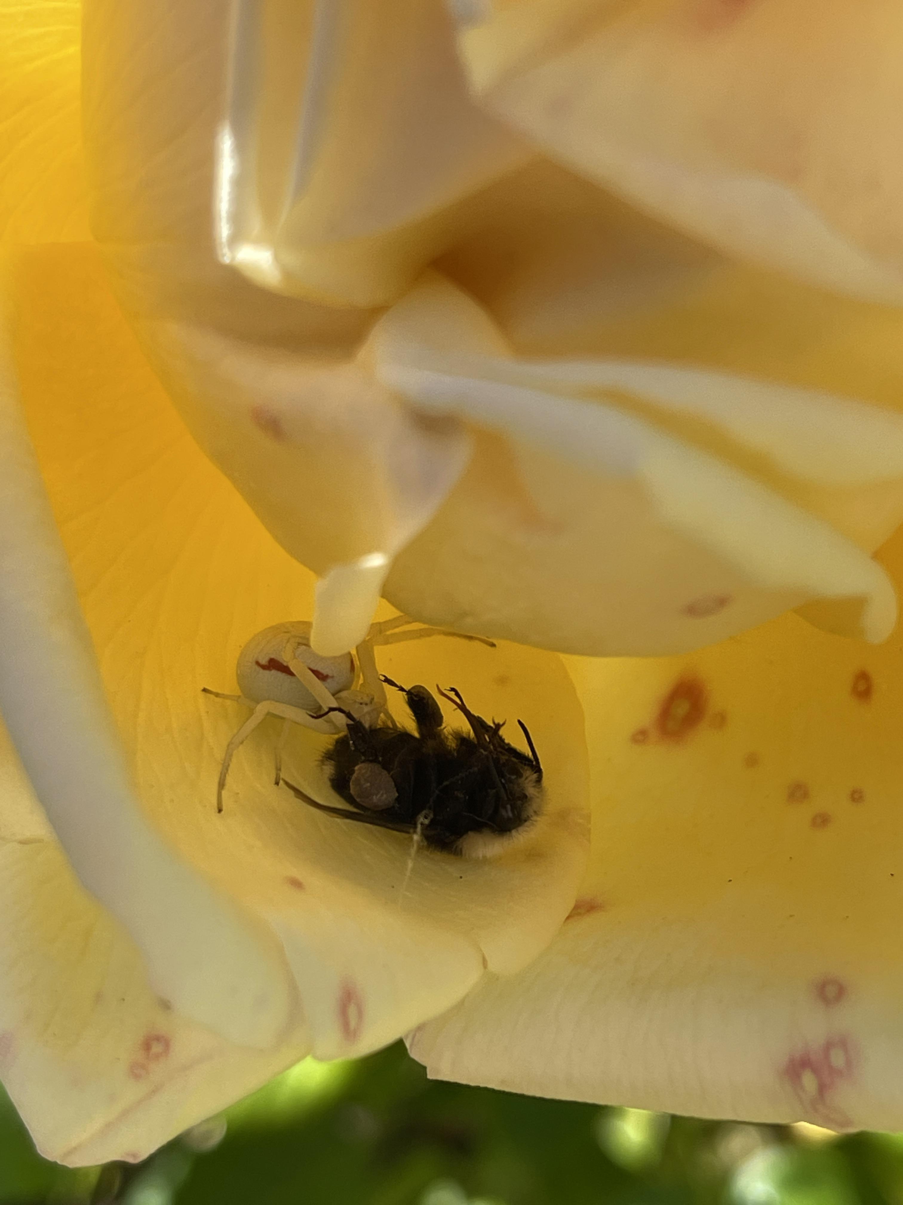 Found this guy with his meal in a rose yesterday, what kind of spider