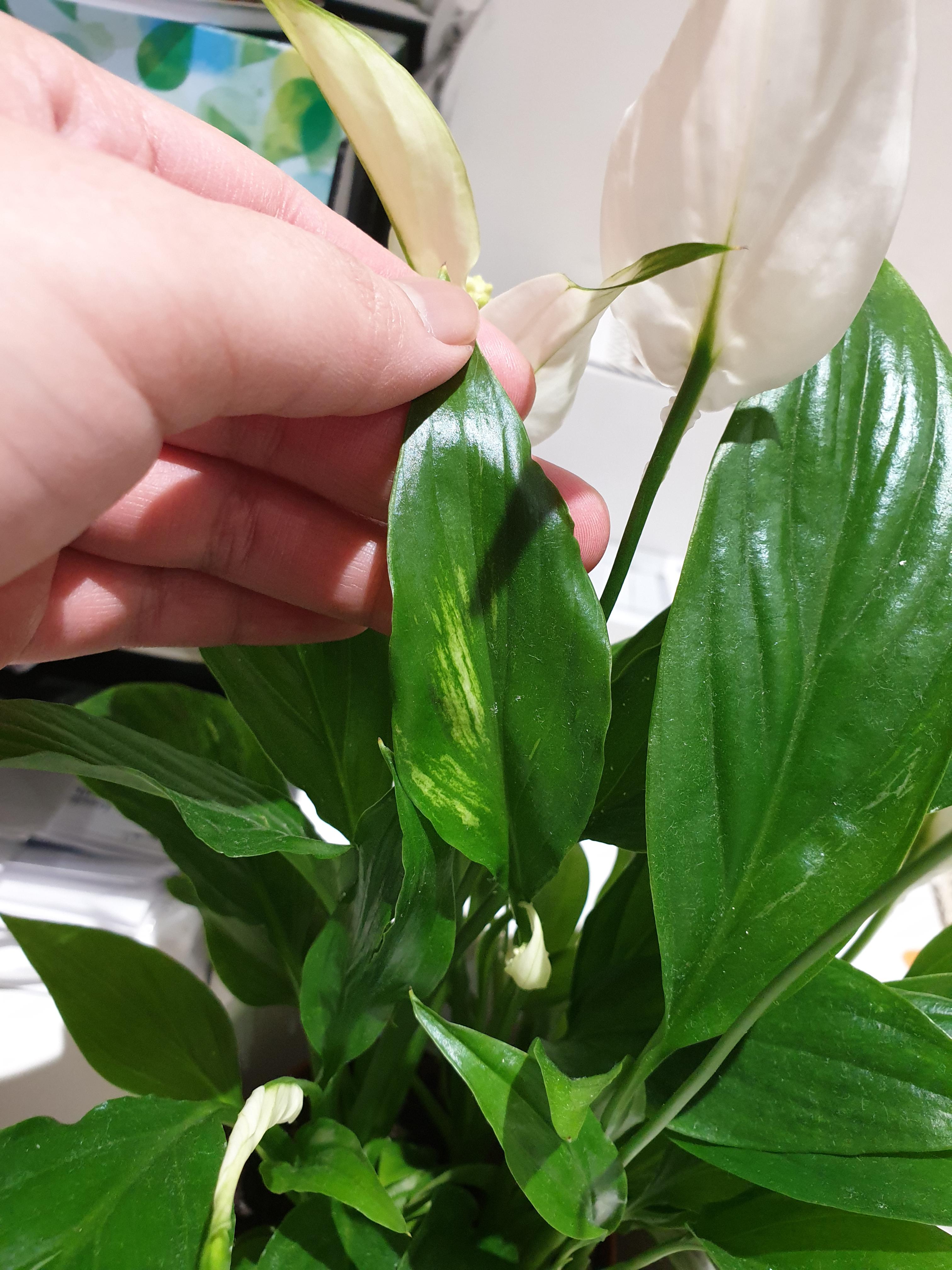 Is there something wrong with my peace lily? Its leaf edges are curling