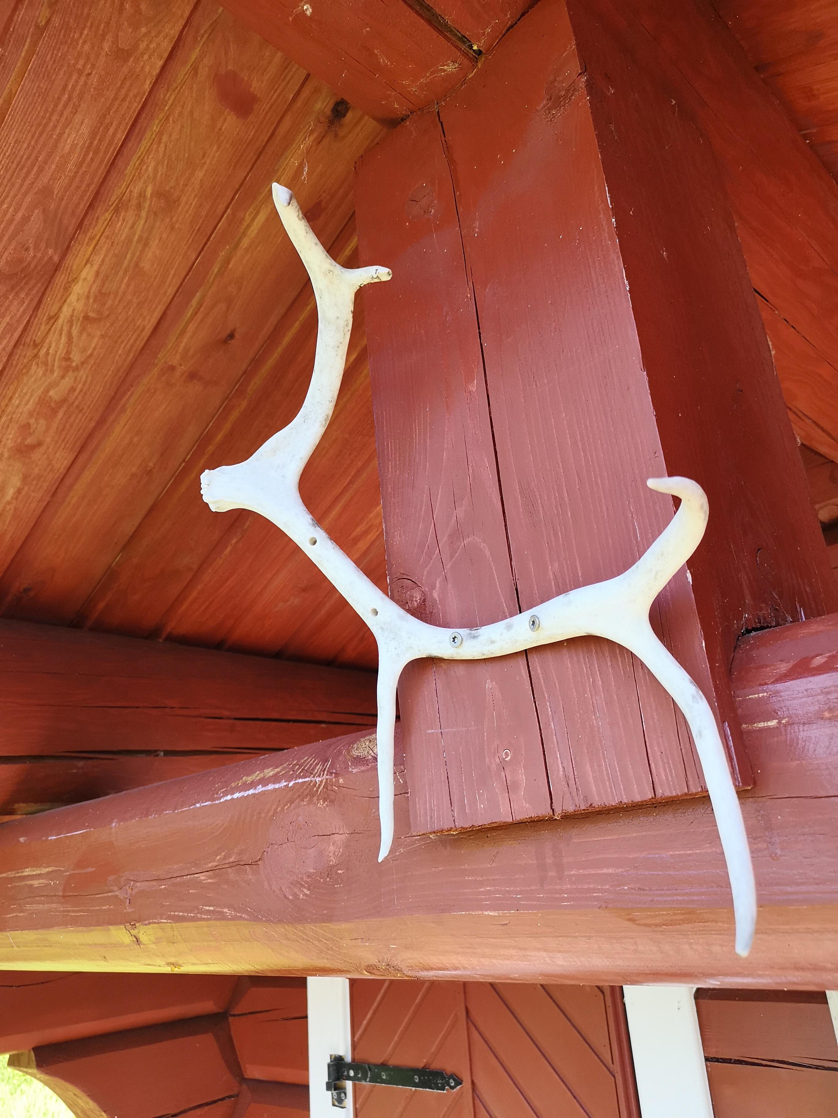 This reindeer horn my grandpa found is shaped like the animal it