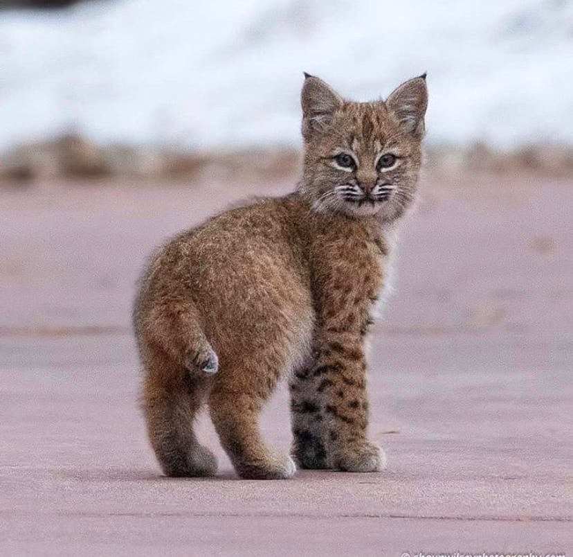 Cute Baby Bobcats