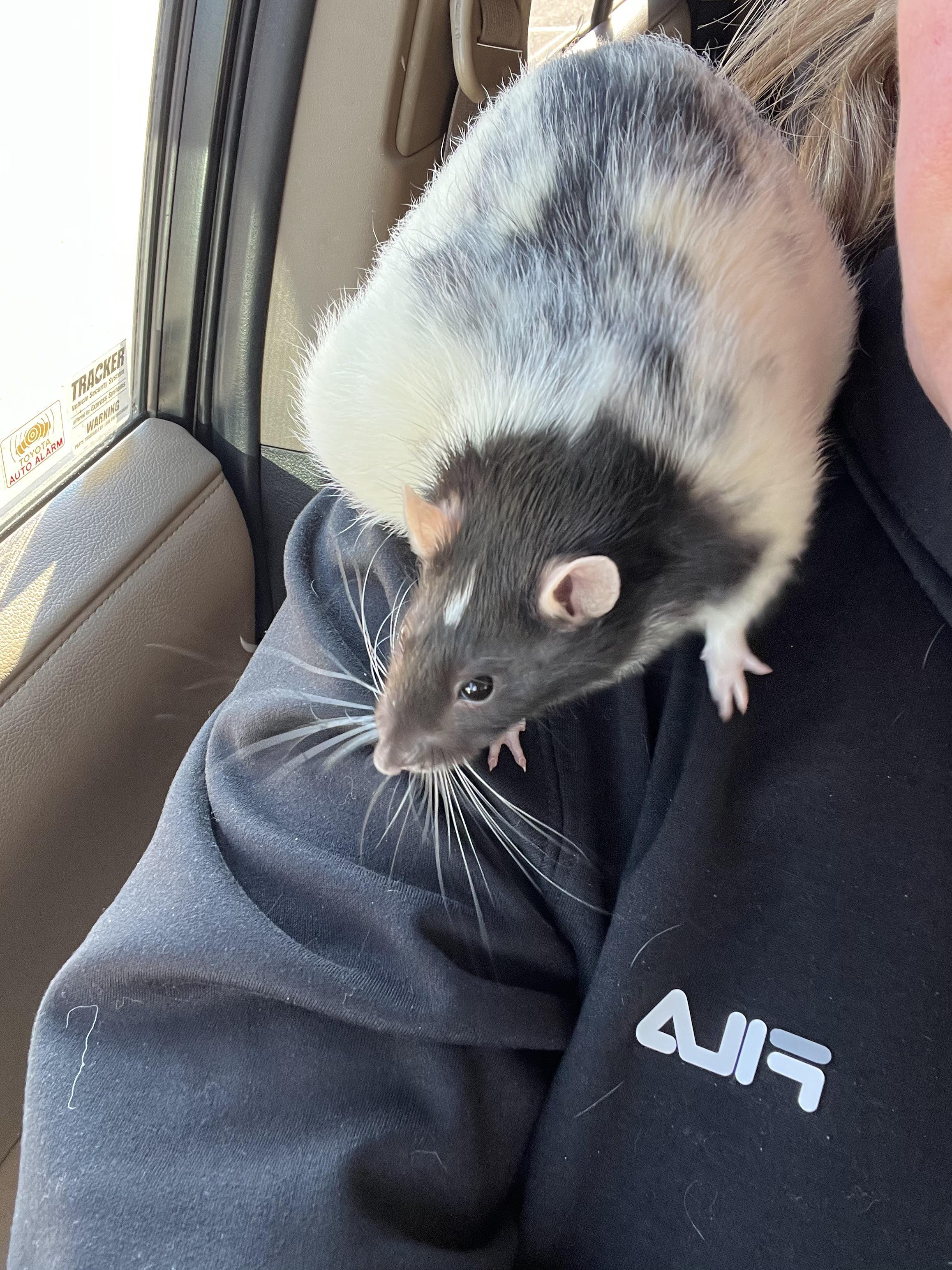Tumor removal on 2y2mo rat worth it? More in comments r/RATS