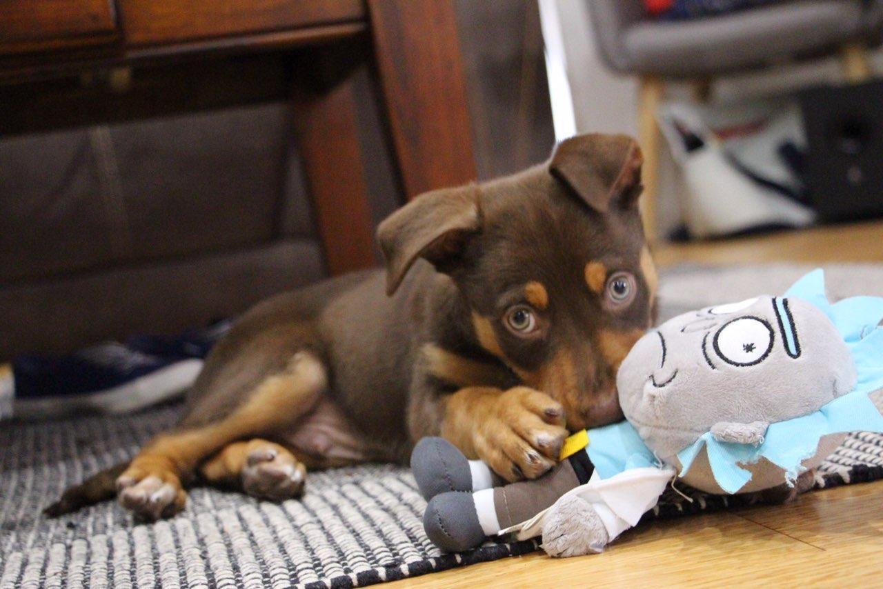 Puppy kelpie eating some Rick... r/aww