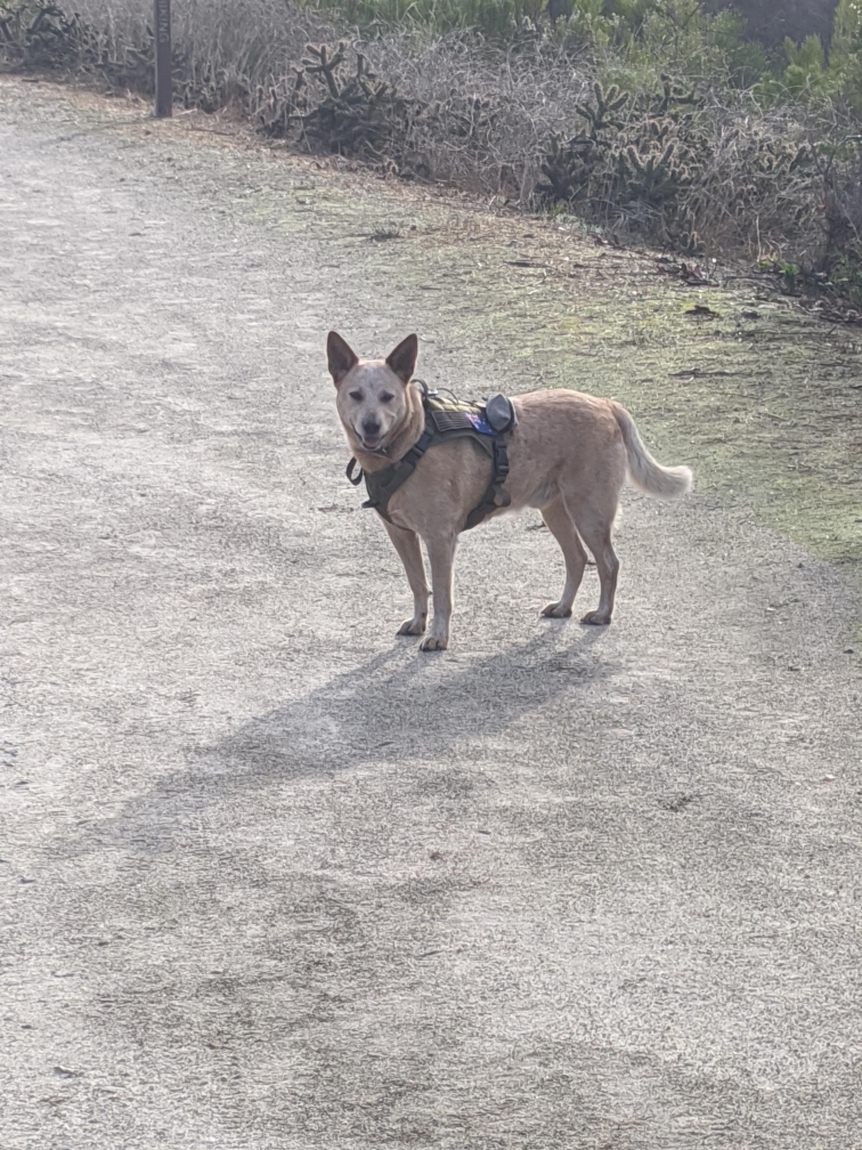 Invisible 20ft leash built into their heads. r/AustralianCattleDog