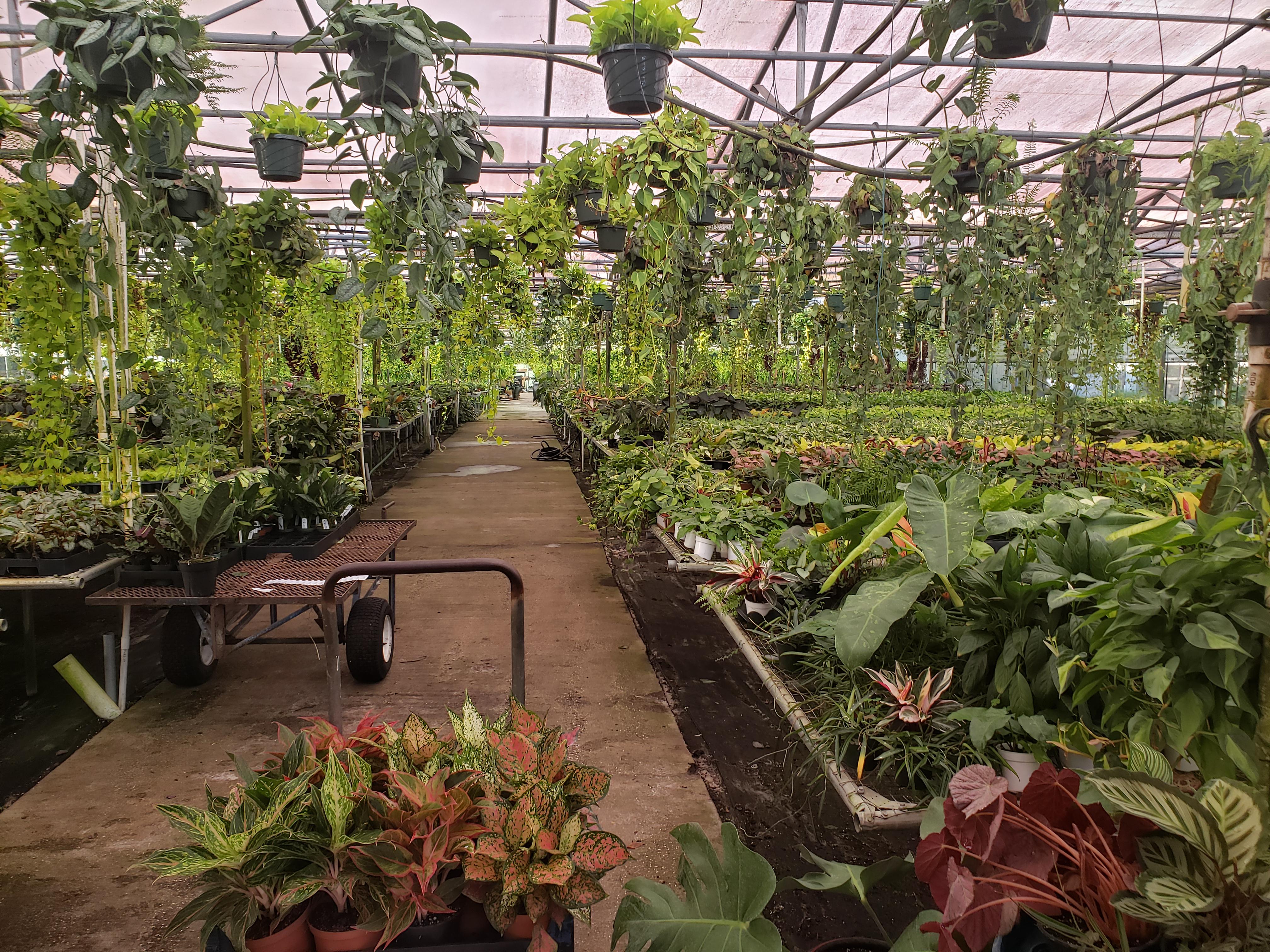 Gabrielle's Greenhouse in Oveido, FL. They open to the public once a