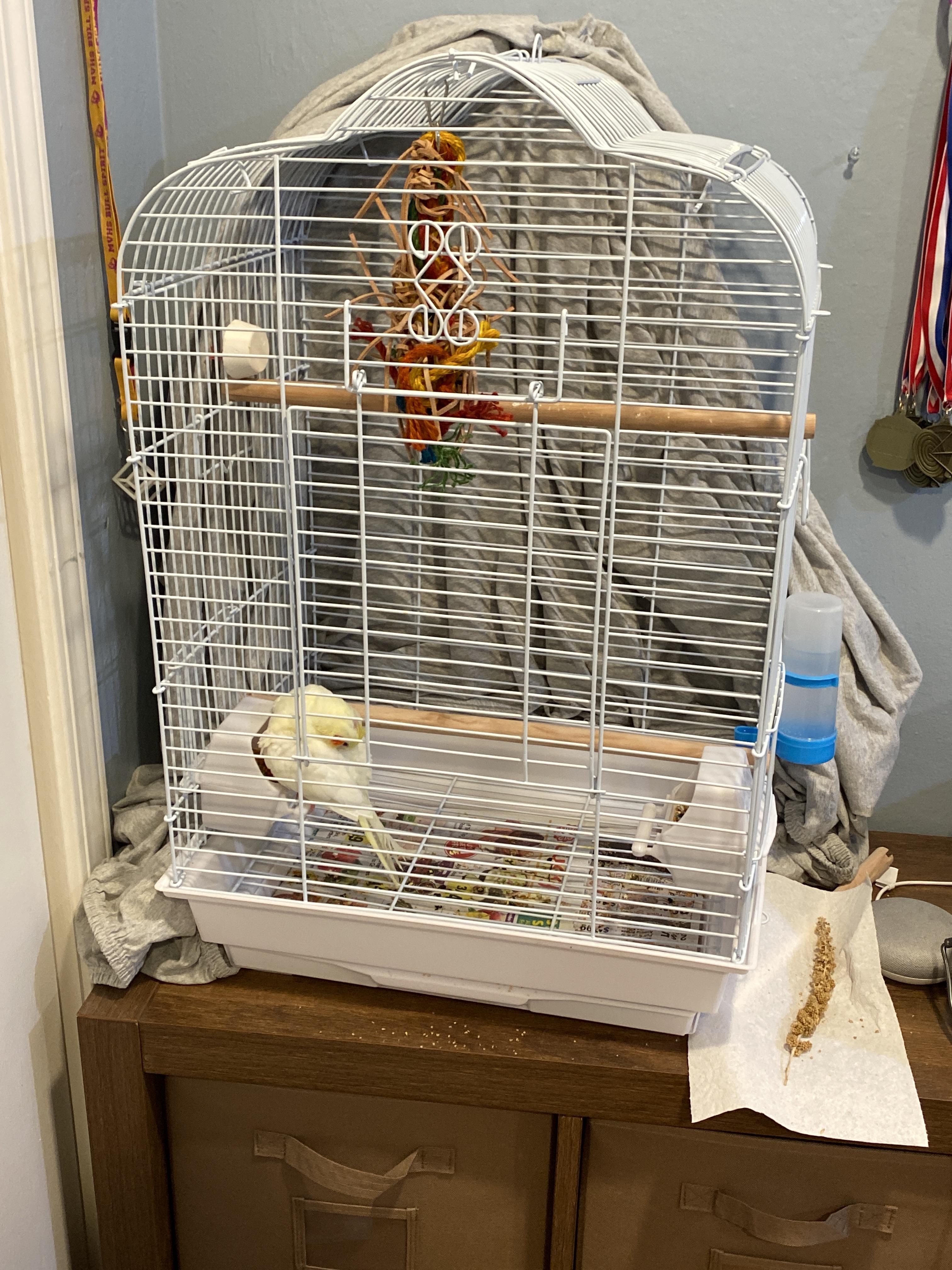 Is this cage too small for my tiel? r/cockatiel