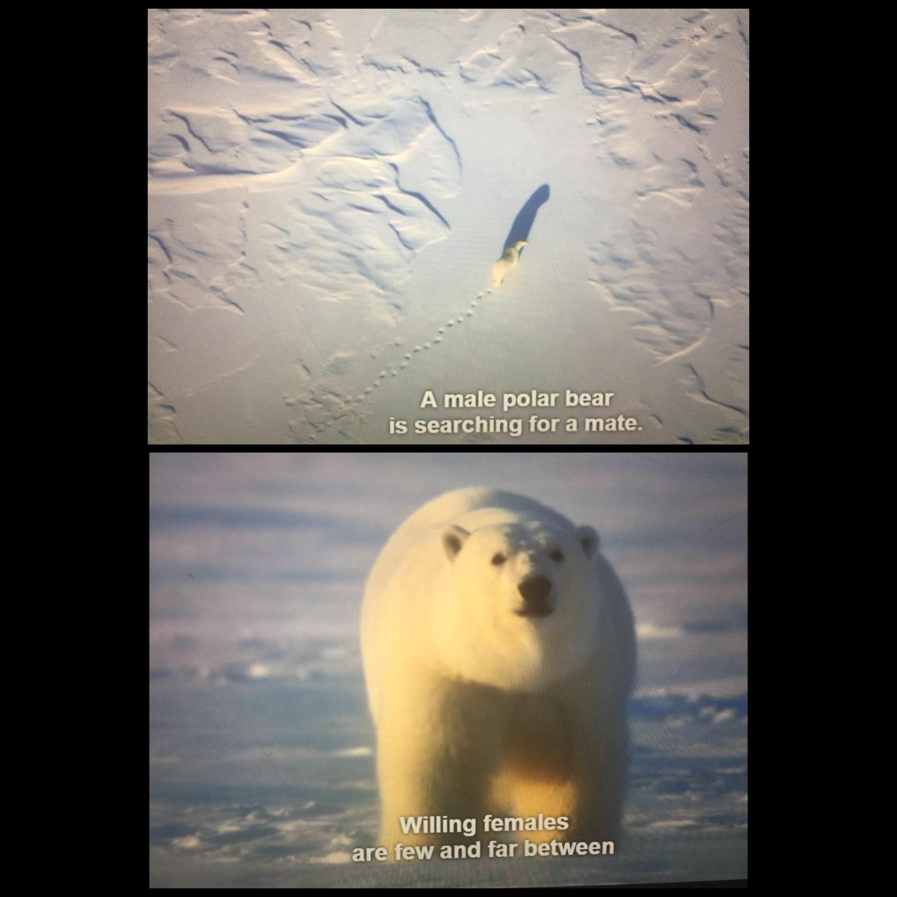 Nature documentary memes— potential? r/MemeEconomy