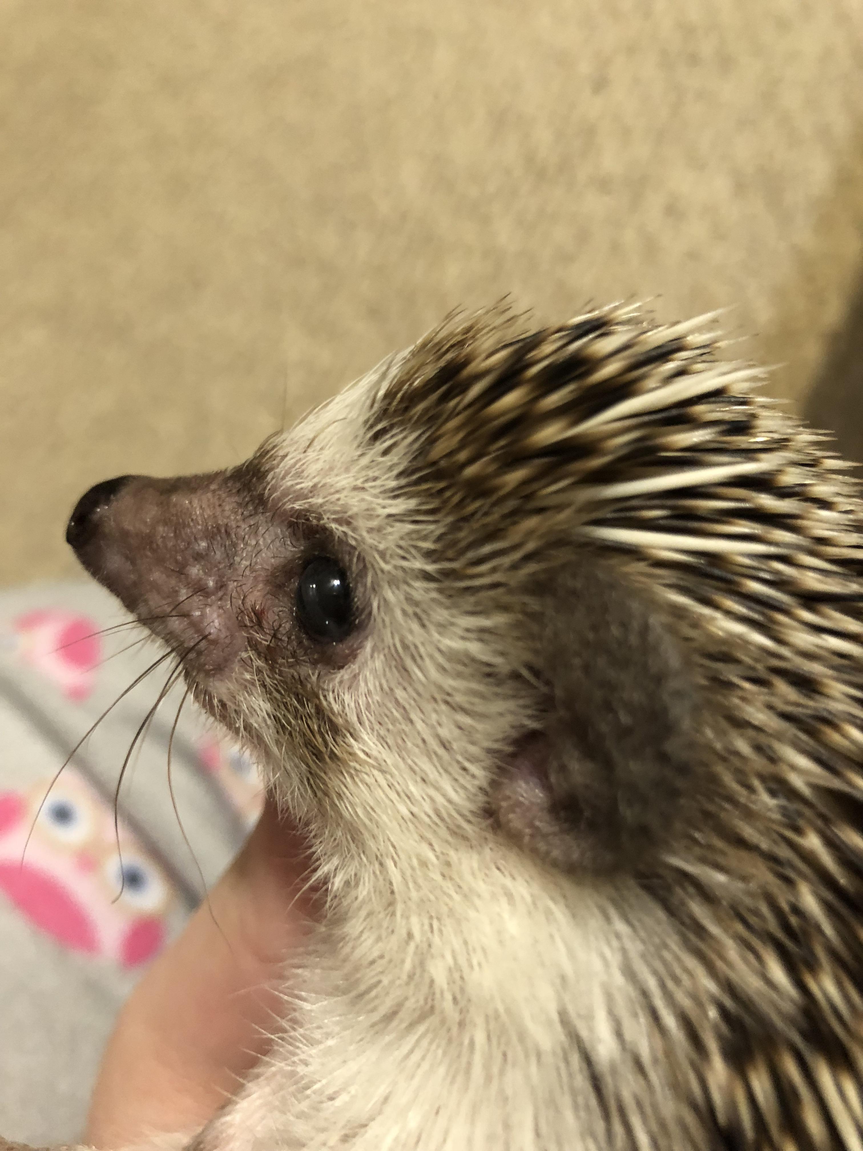 What’s wrong with my hedgehogs eye r/Hedgehog