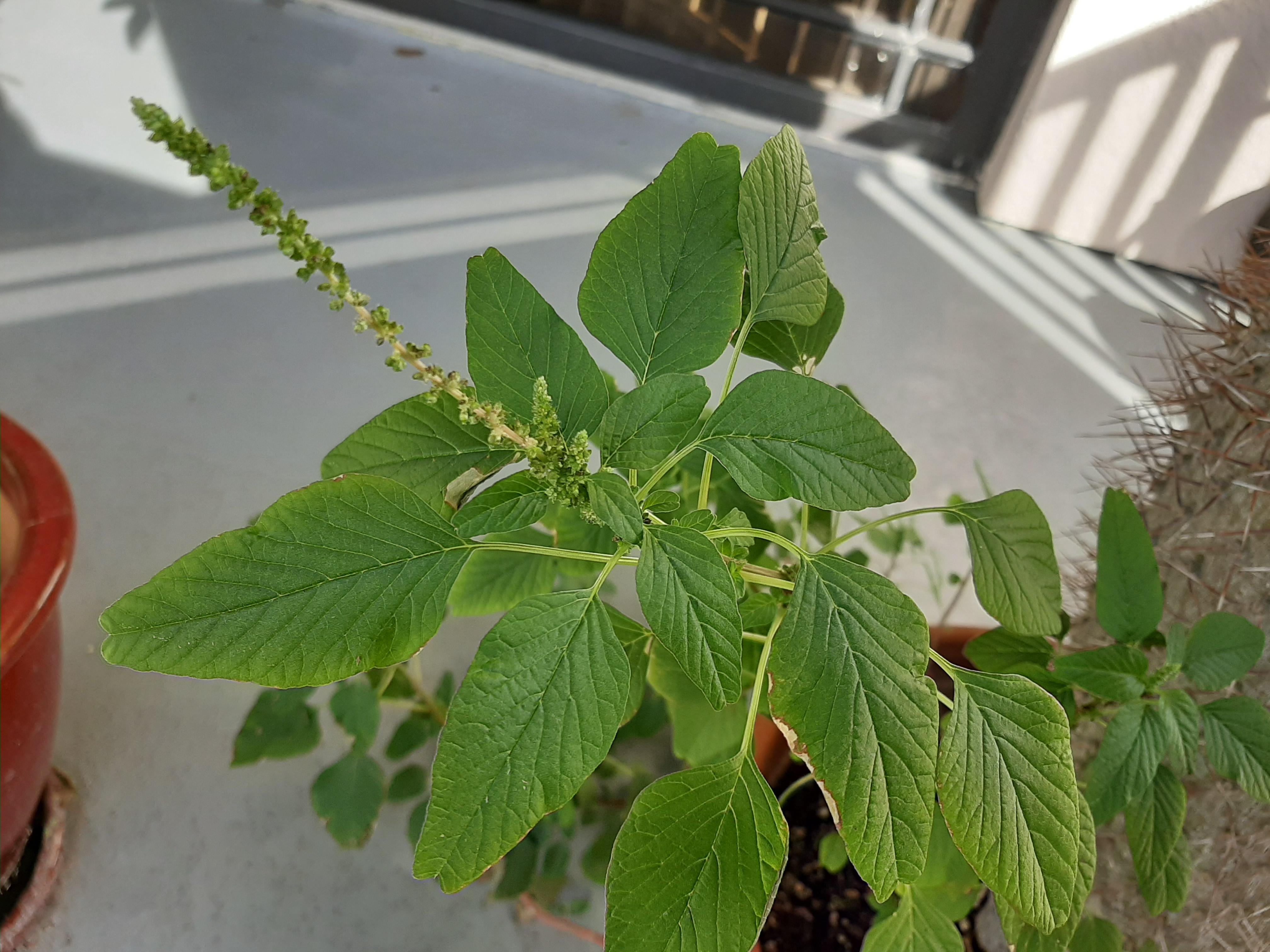 Growing alongside one of my potted plants. South Florida. r