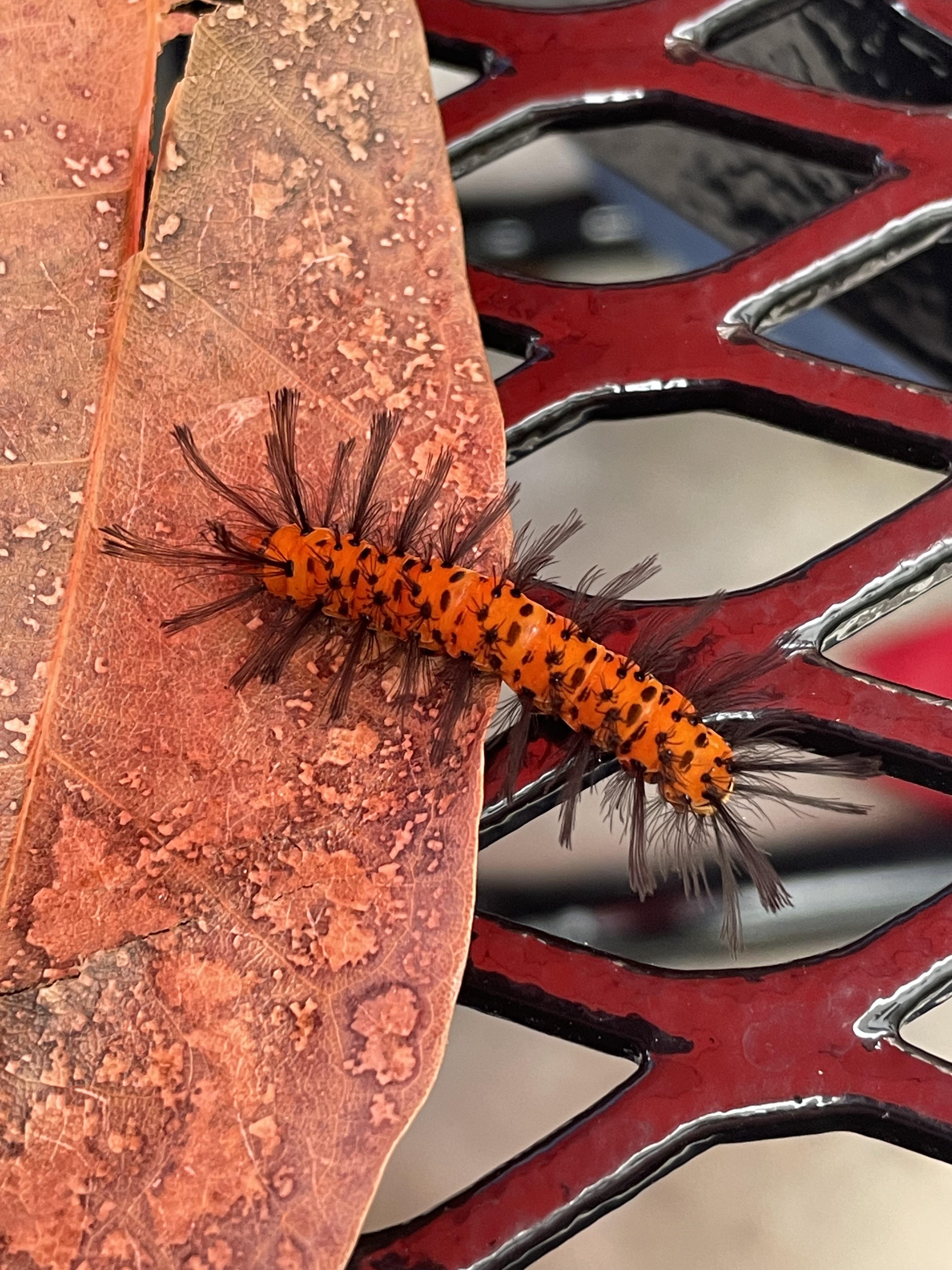 Guy with hair plugs (Florida) r/whatsthisbug