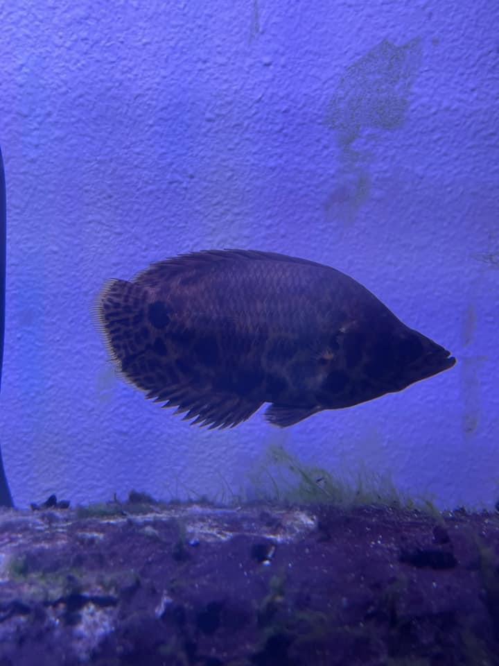 [GA] Largo,FL African leaf fish 4 inch r/AquaSwap