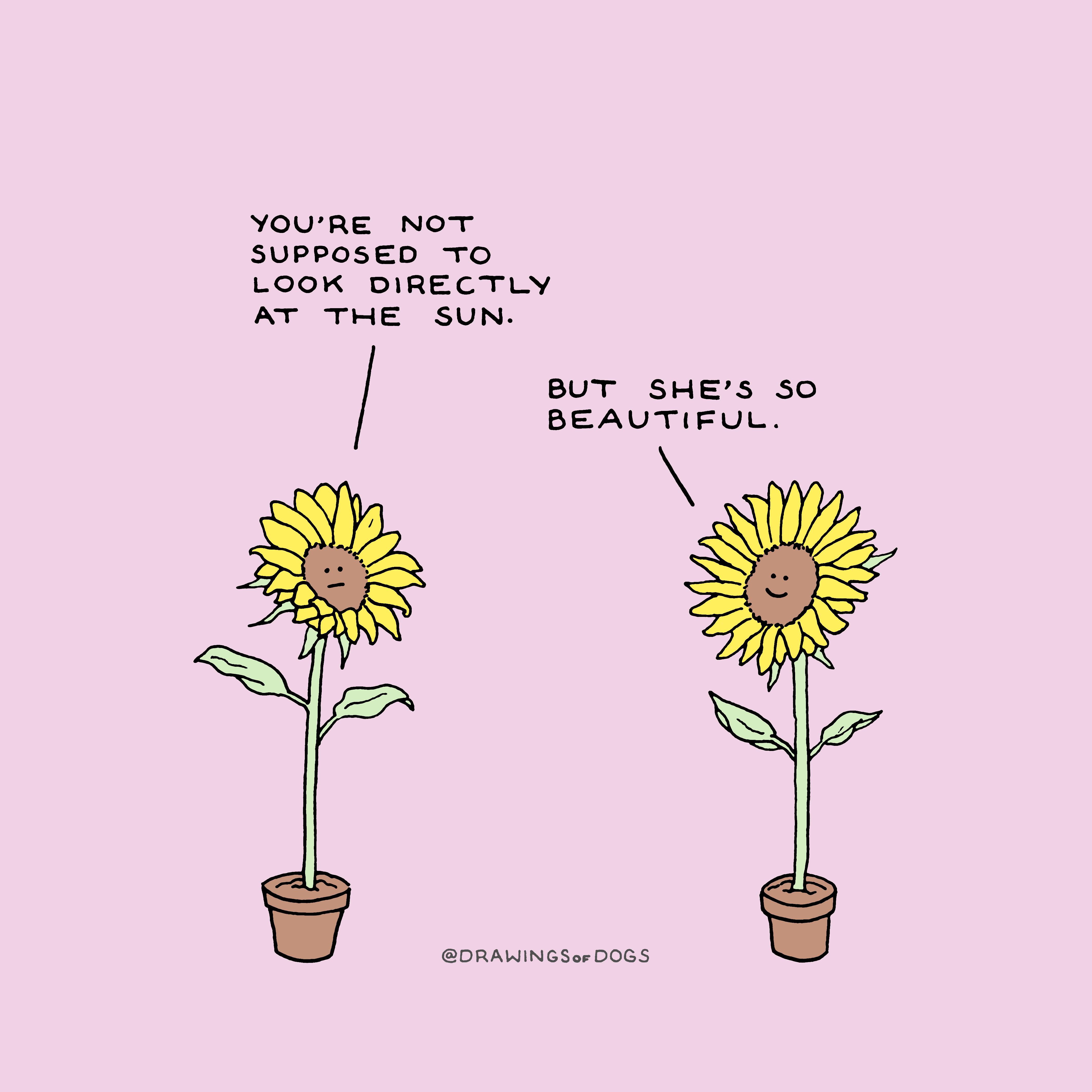 Sunflower memes for horticultural teens r/wholesomememes