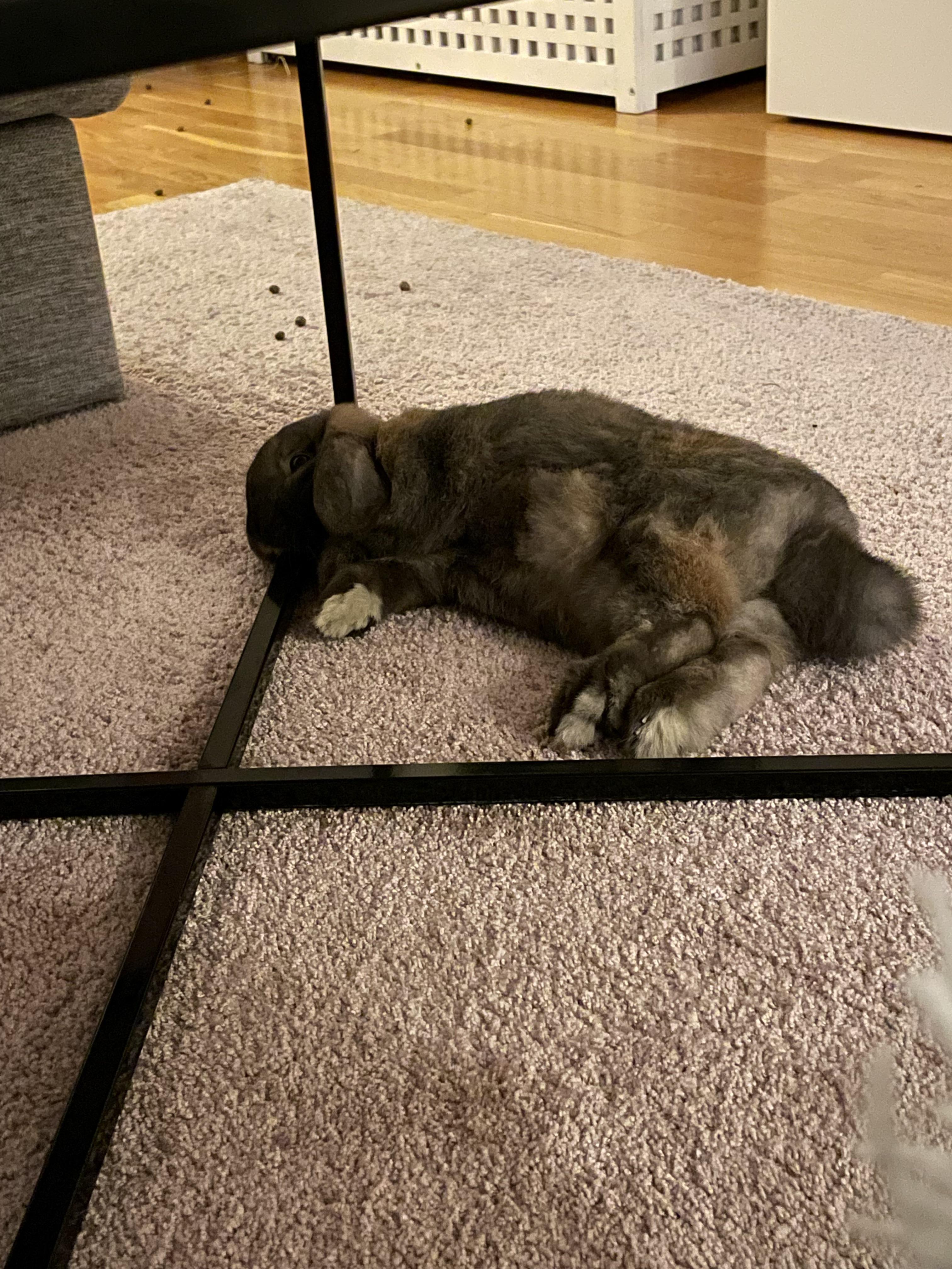 Poor thing. Tired after pooping all over the carpet all day r/Rabbits