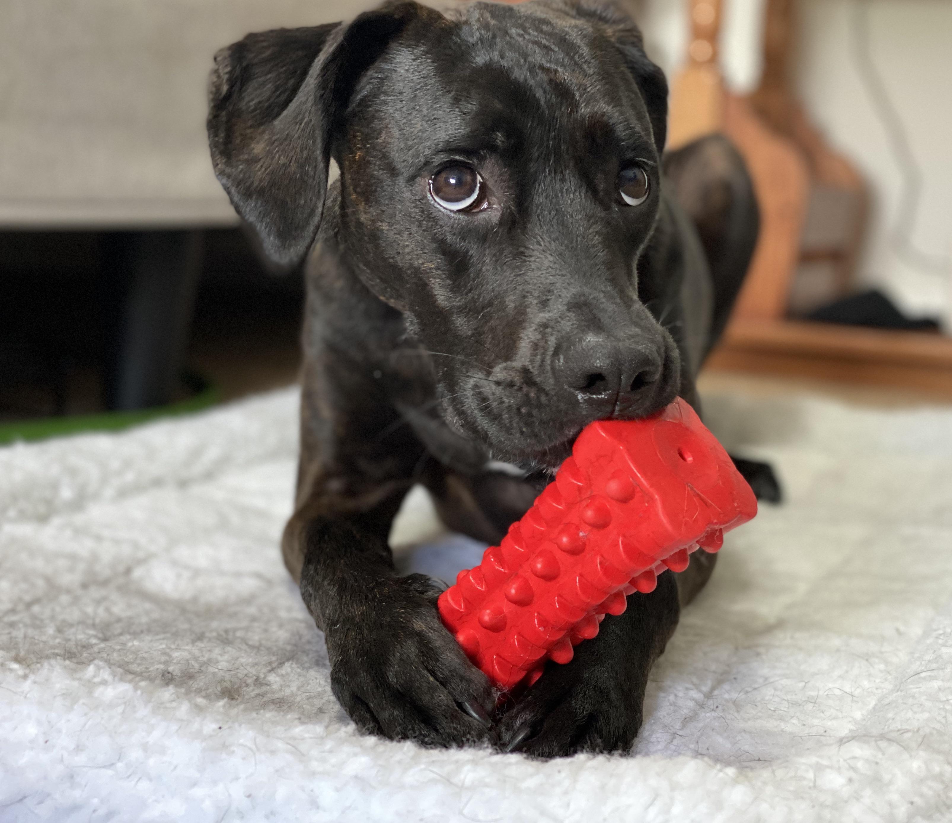 I’ve finally found a toy that she can’t destroy! r/aww