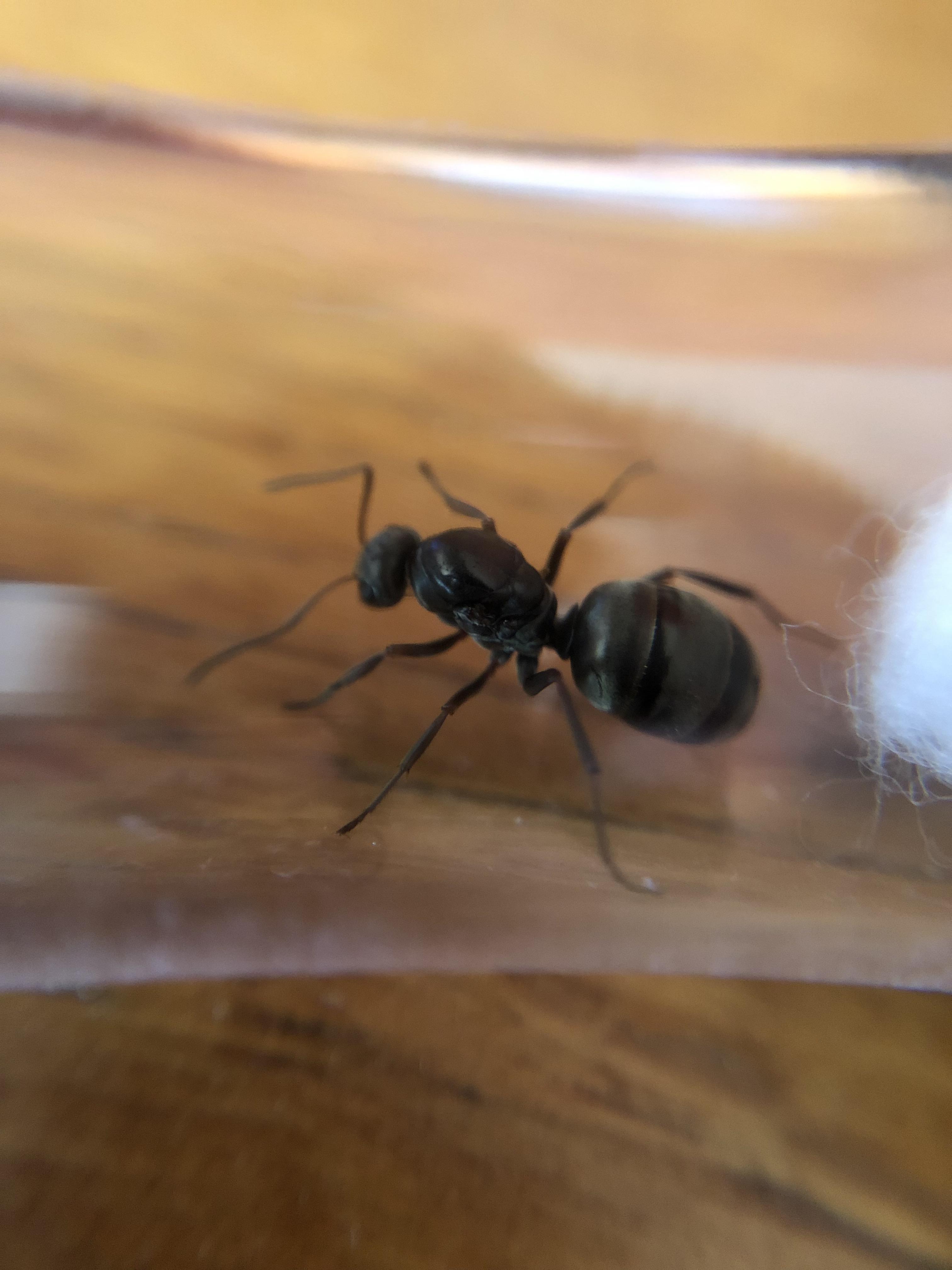 What Does A Queen Ant Look Like What Do Queen Ants Look Like