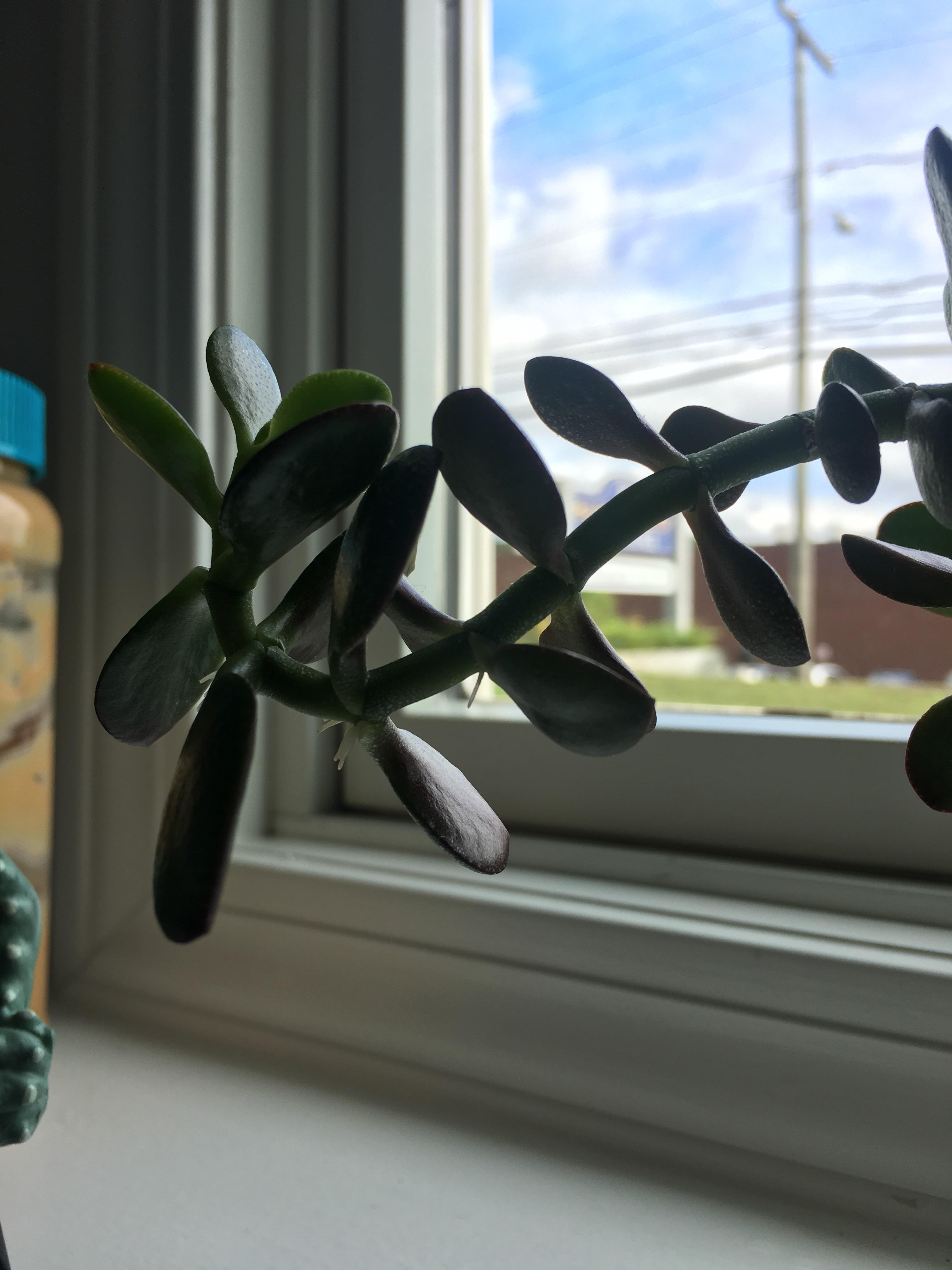 My jade plant is sprouting roots on several stems. Can I just skip and