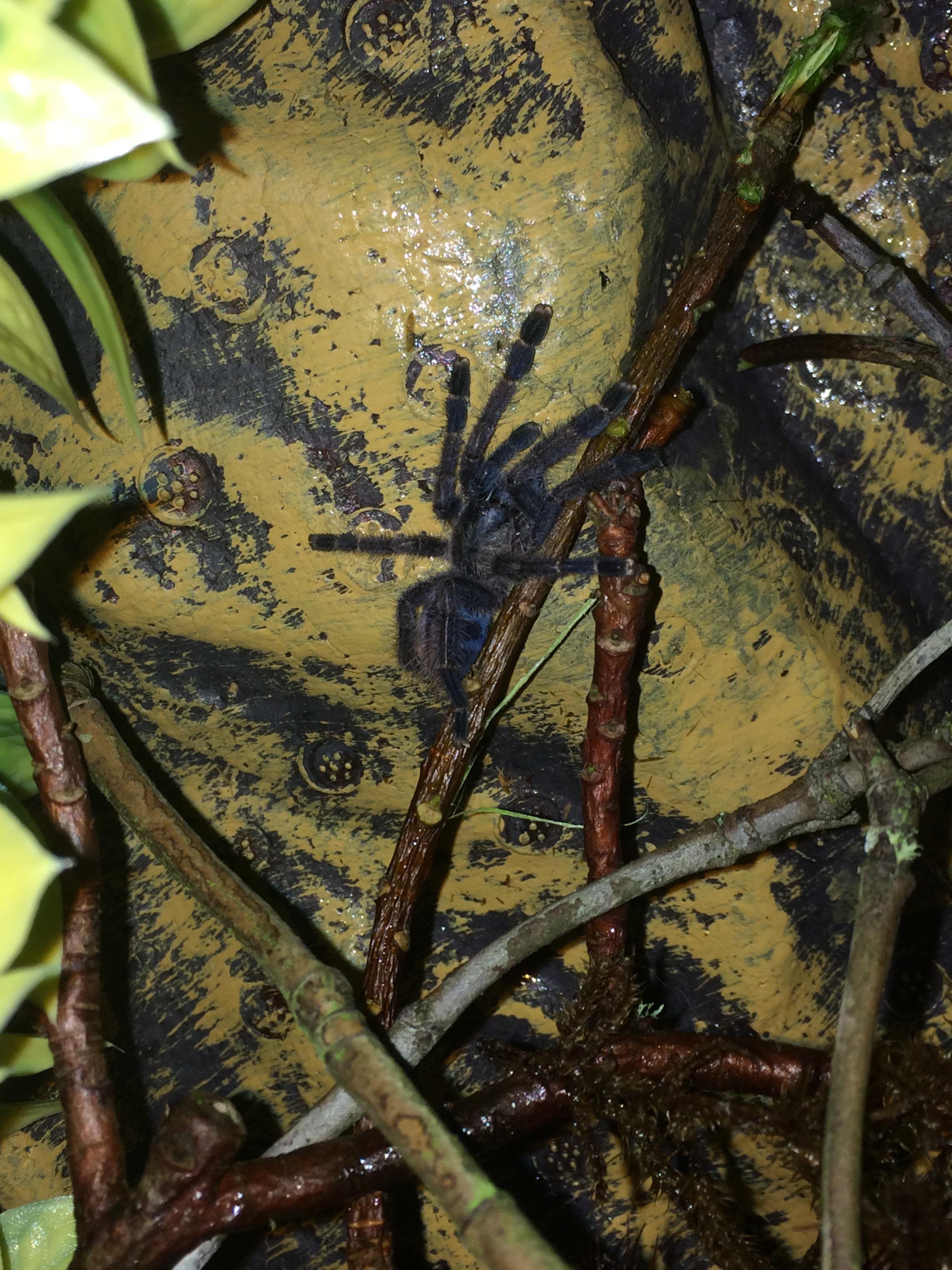 New enclosure for Puerto Rican pink toe r/tarantulas